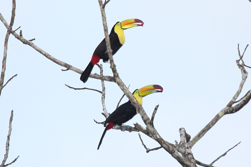 Toucan