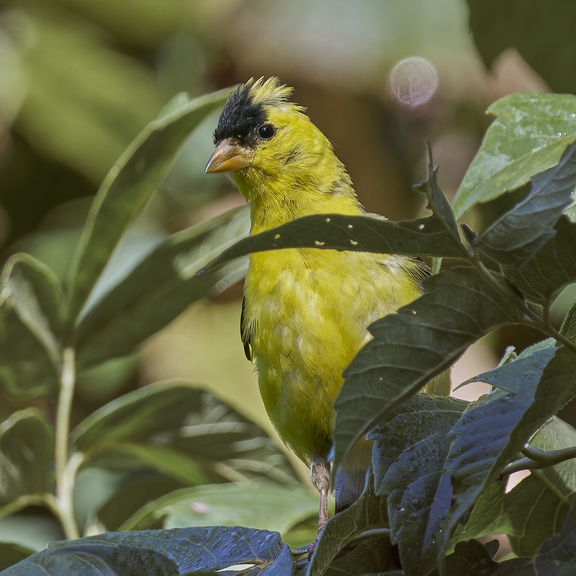 American Goldfinch