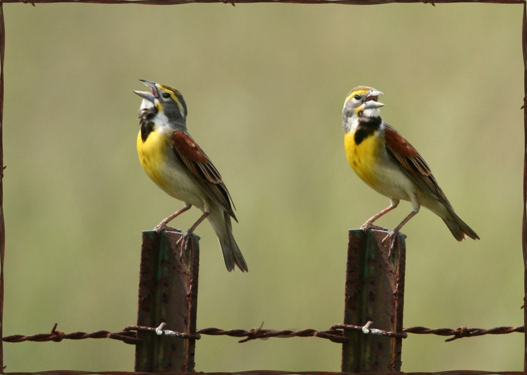 Dickcissel