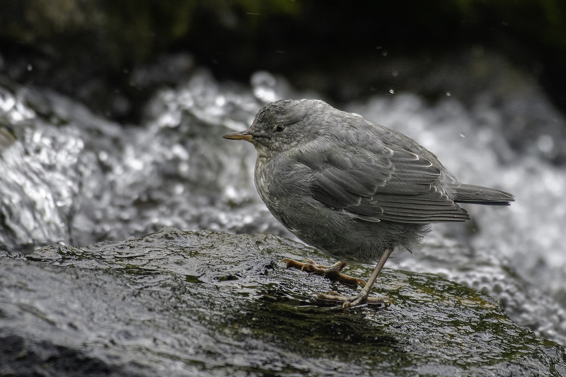 American Dipper