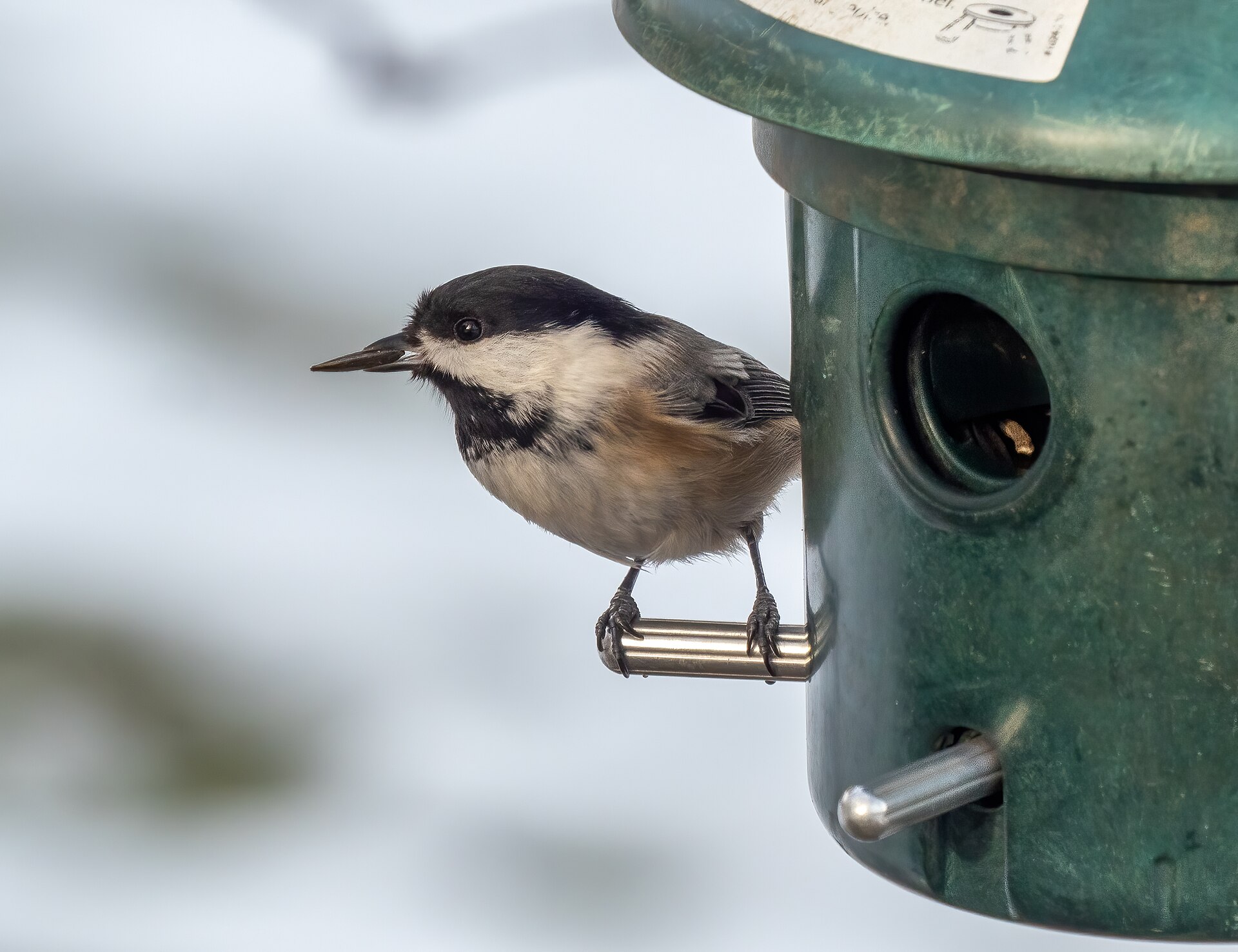 Black-capped Chickadee