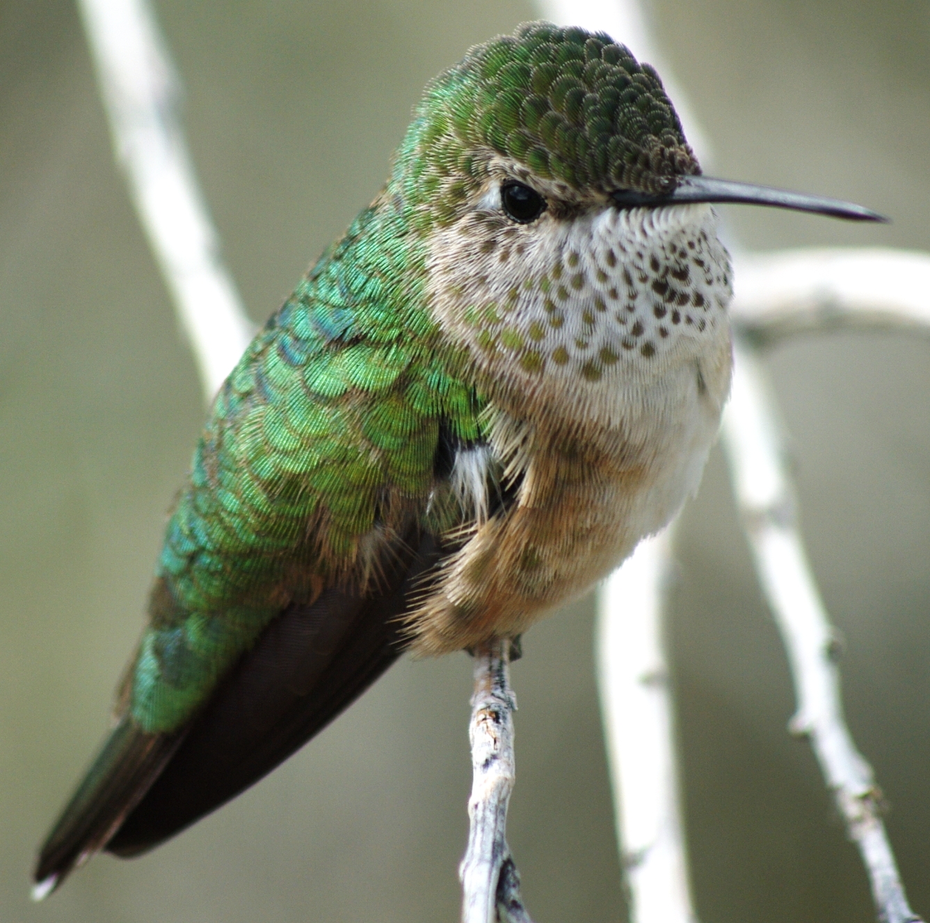 Calliope Hummingbird