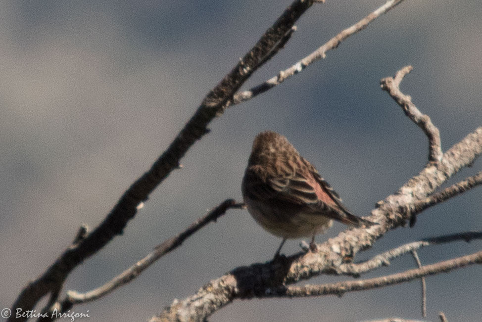 Cassin's Finch