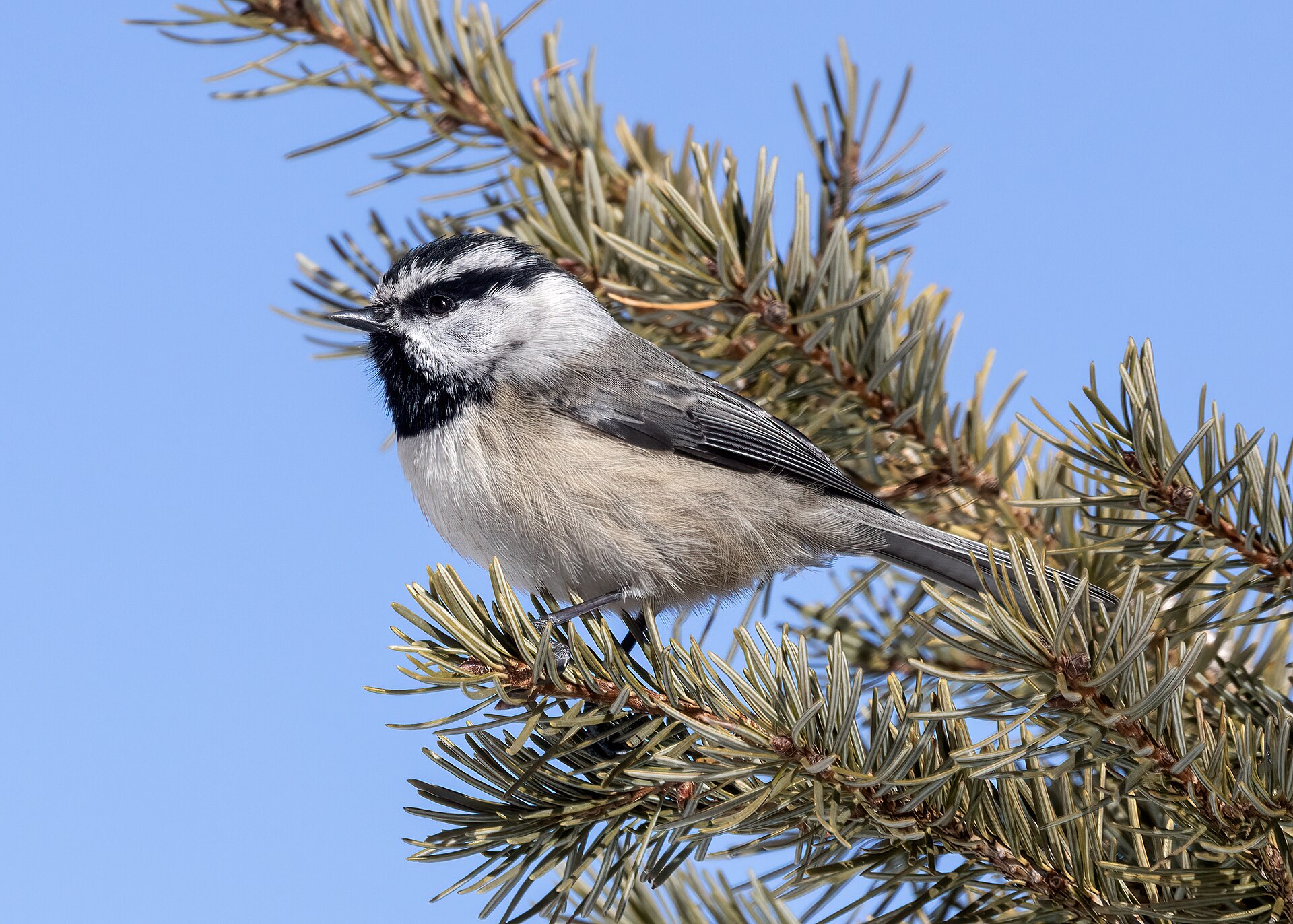 Mountain Chickadee