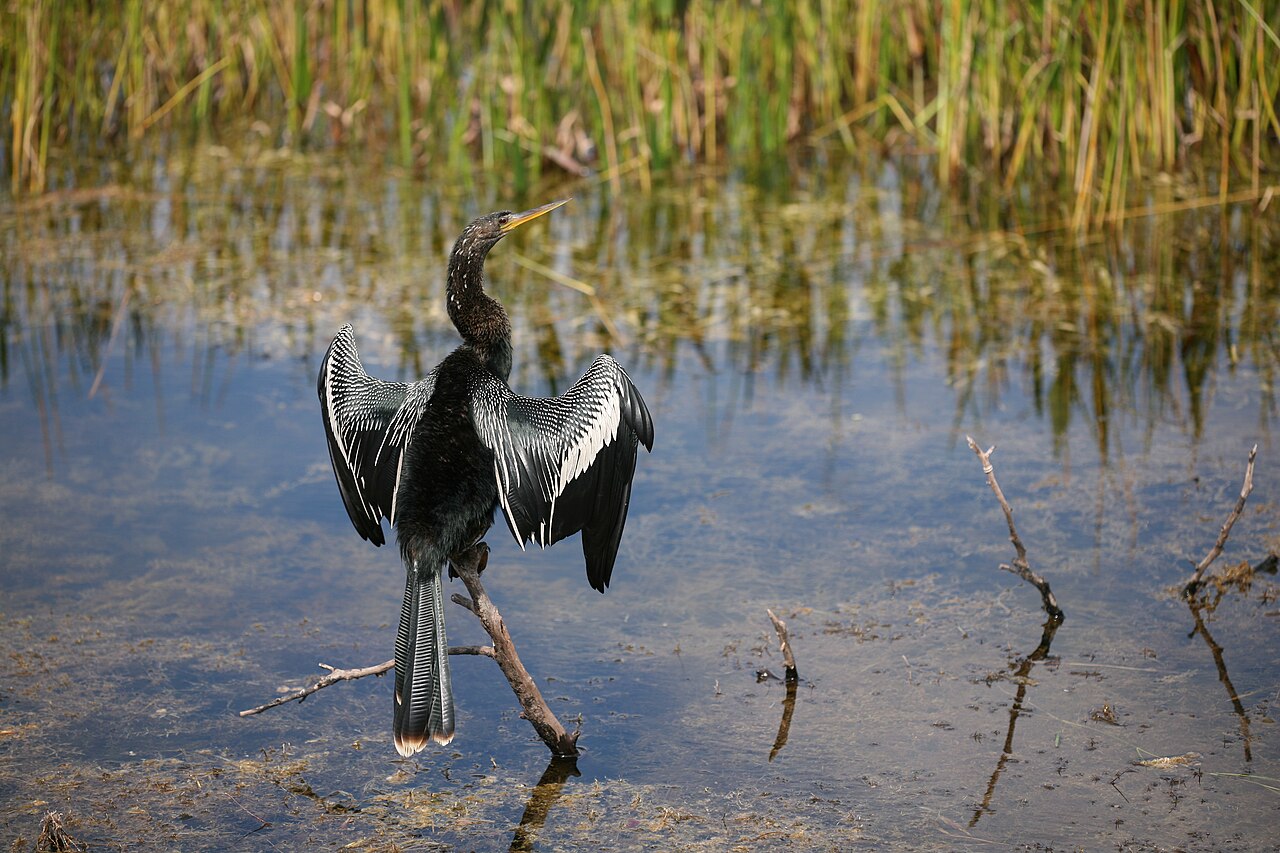 Anhinga