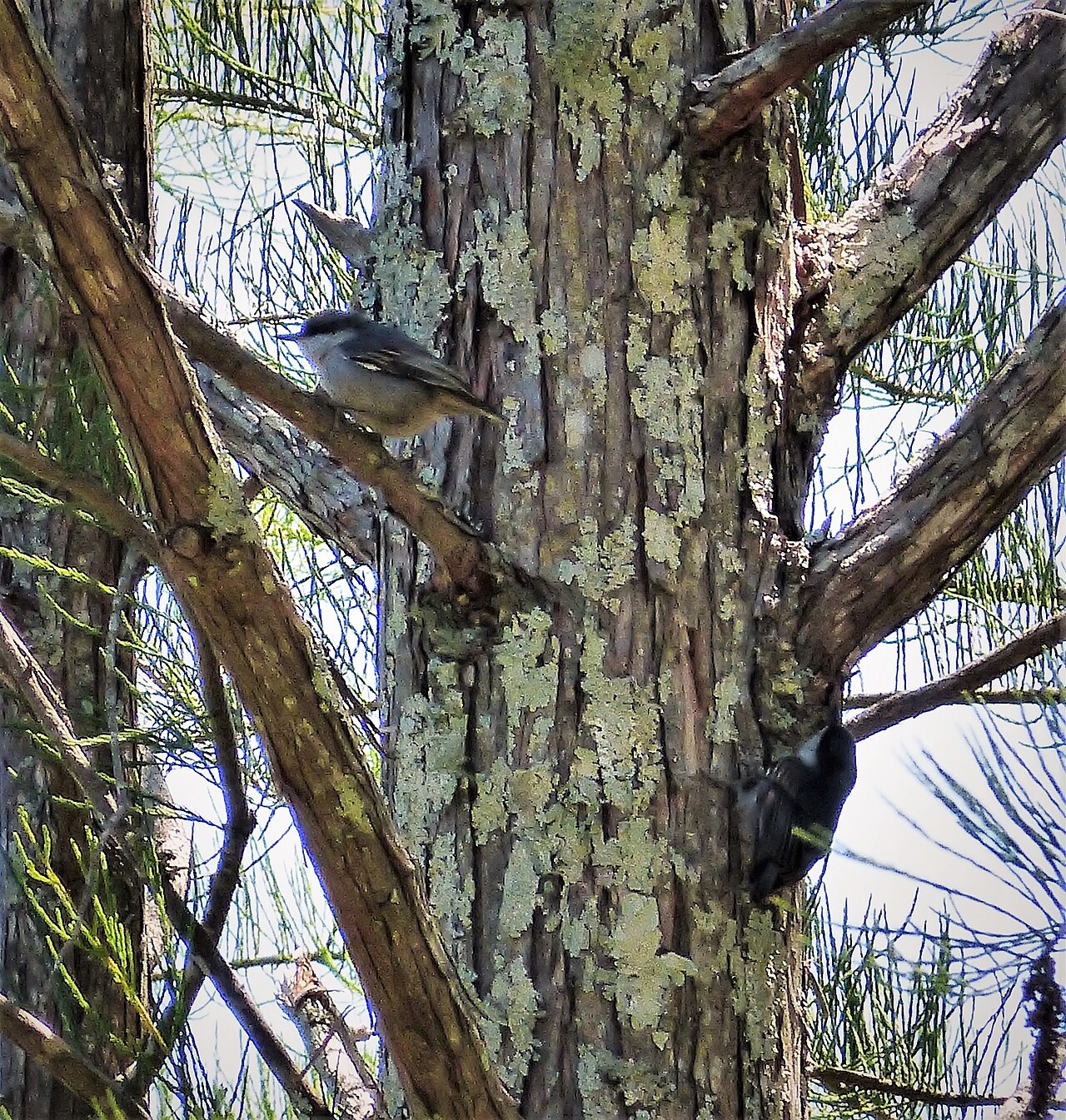 Brown-headed Nuthatch