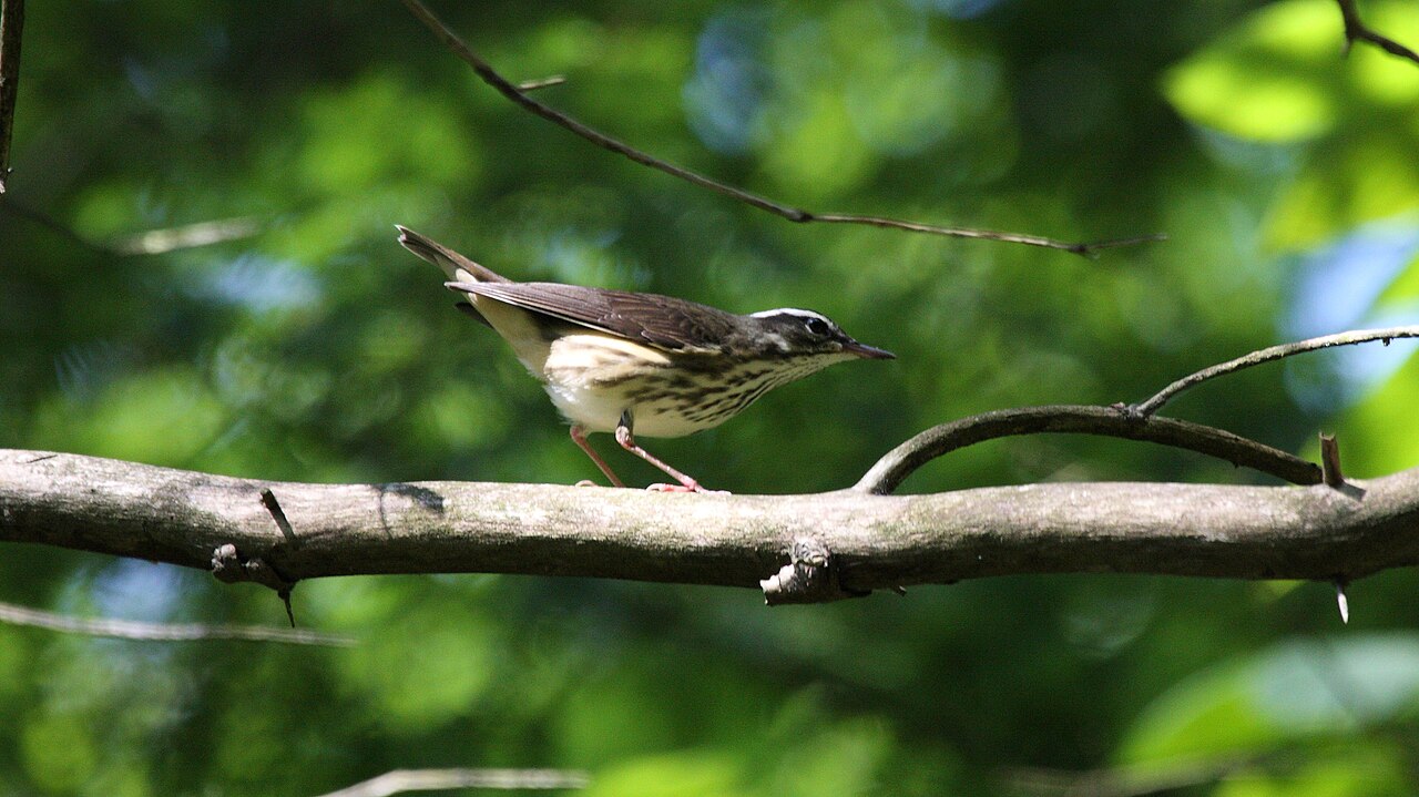 Louisiana Waterthrush