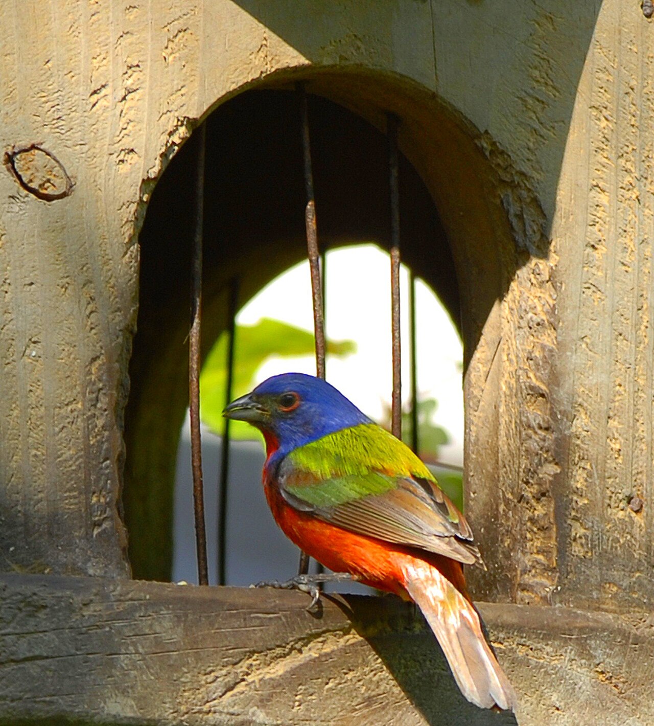 Painted Bunting