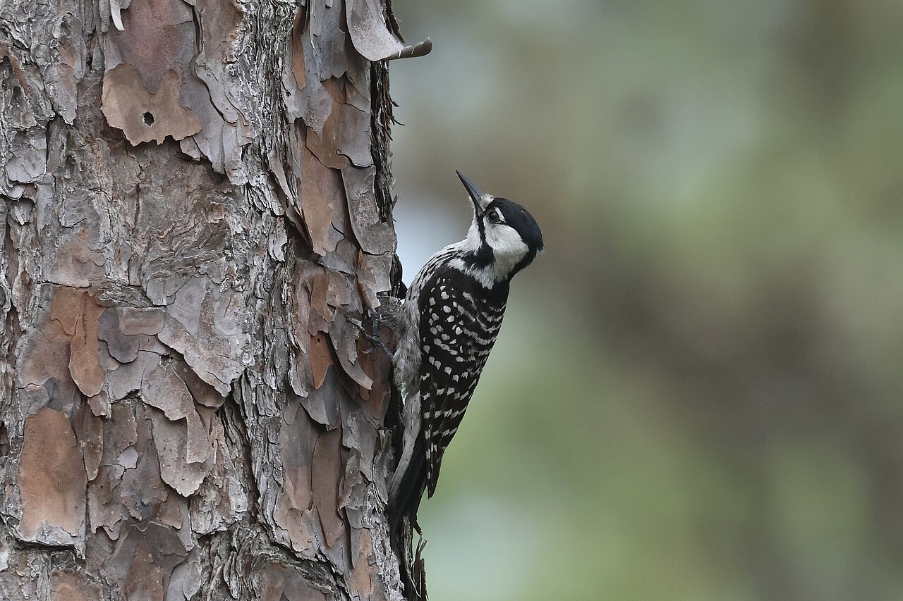 Red-cockaded Woodpecker