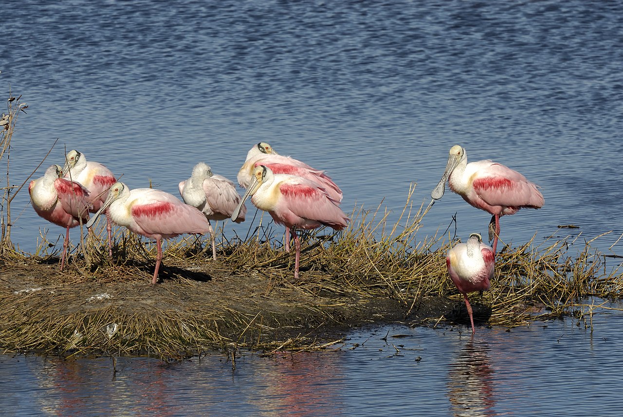 Roseate Spoonbill