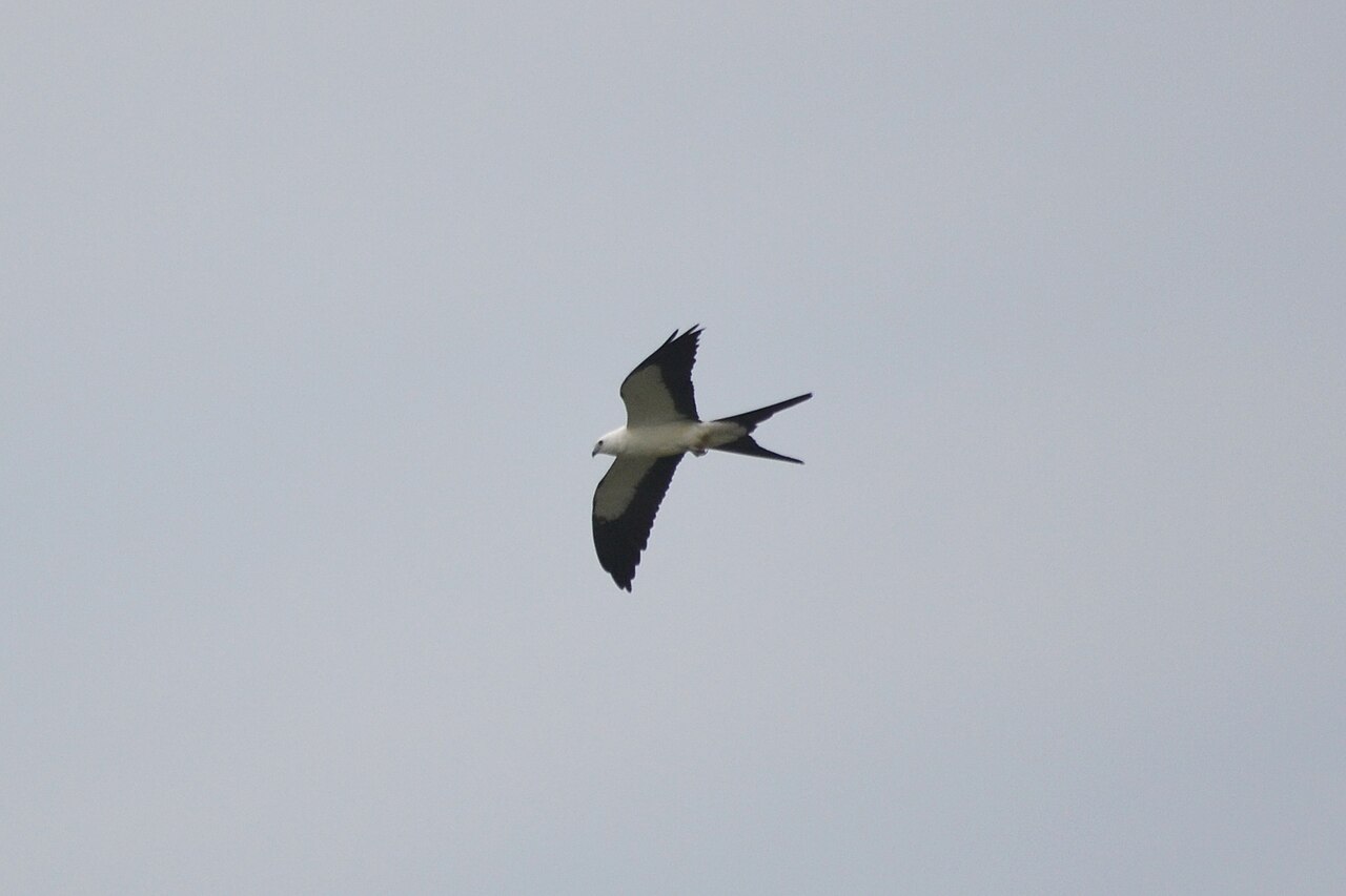 Swallow-tailed Kite