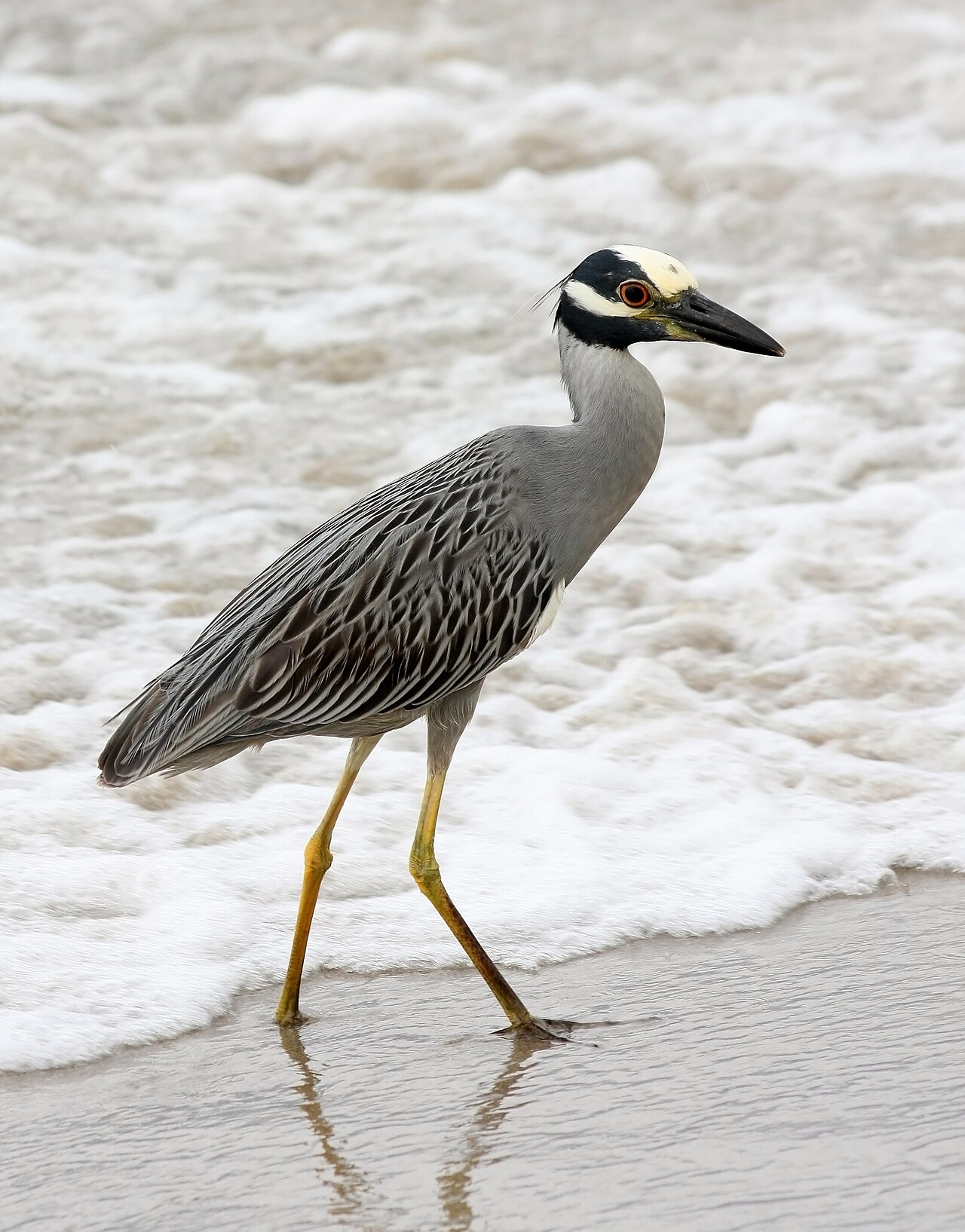 Yellow-crowned Night-Heron