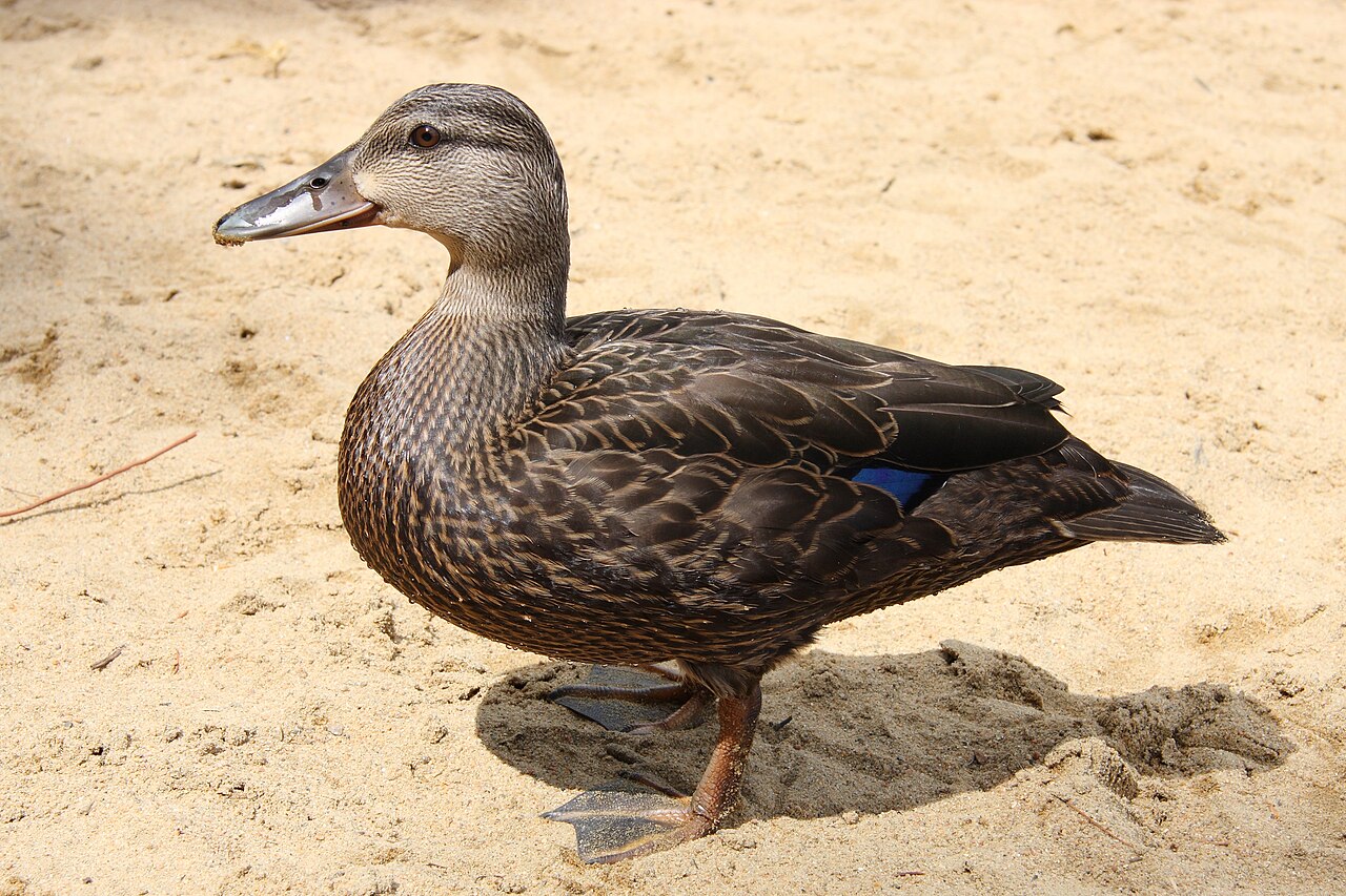 American Black Duck