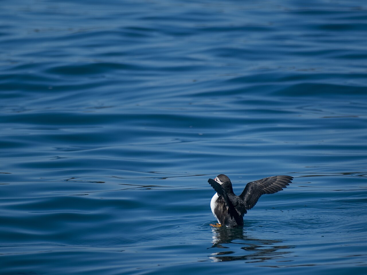 Atlantic Puffin
