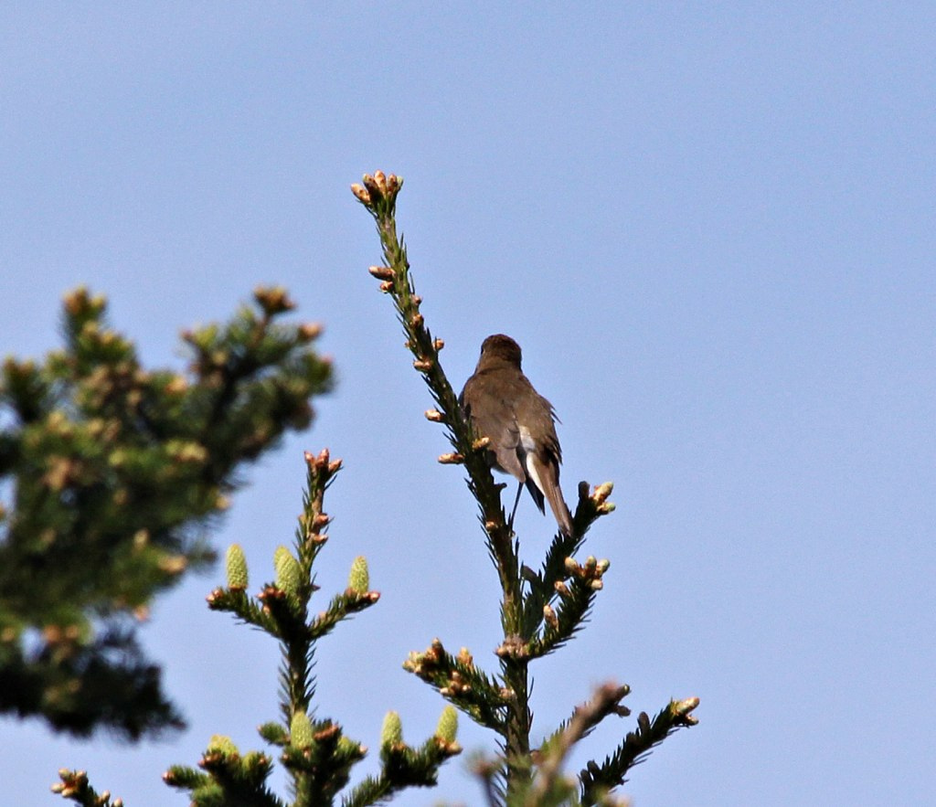 Bicknell's Thrush