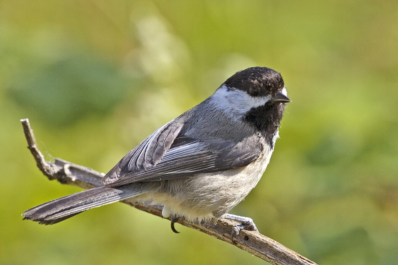Black-capped Chickadee
