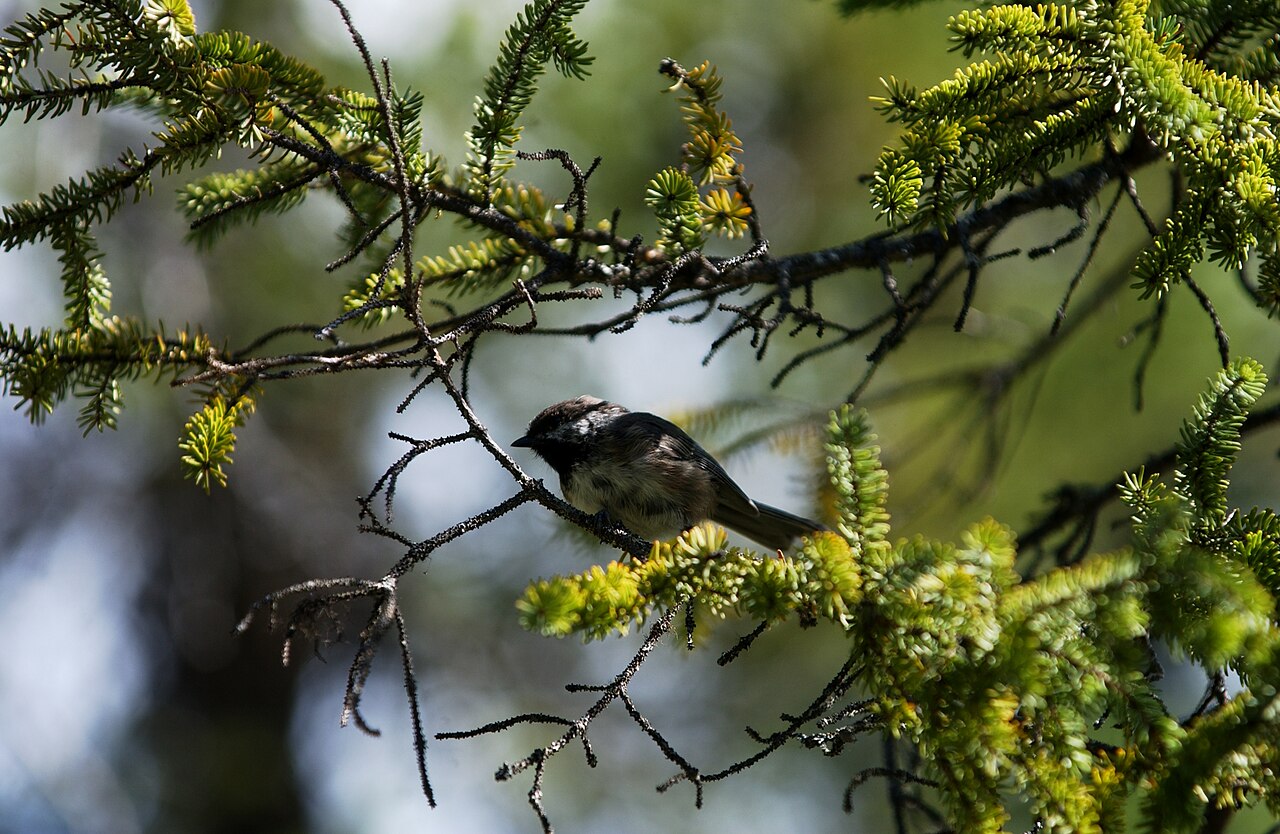 Boreal Chickadee