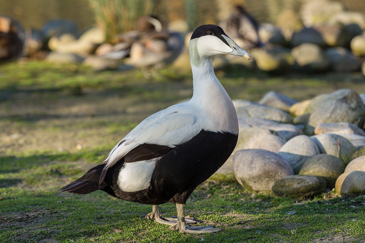 Common Eider