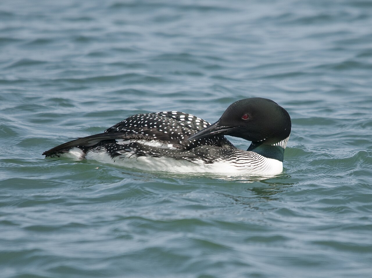 Common Loon