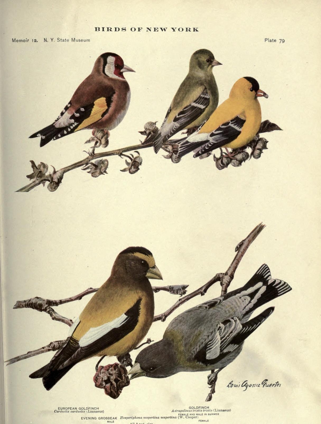 Evening Grosbeak