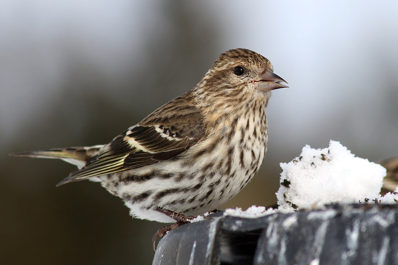 Pine Siskin