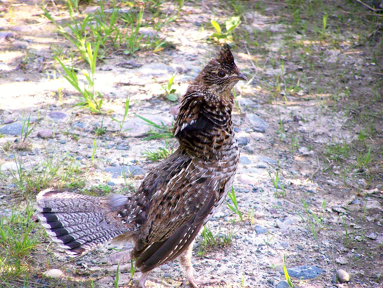 Ruffed Grouse