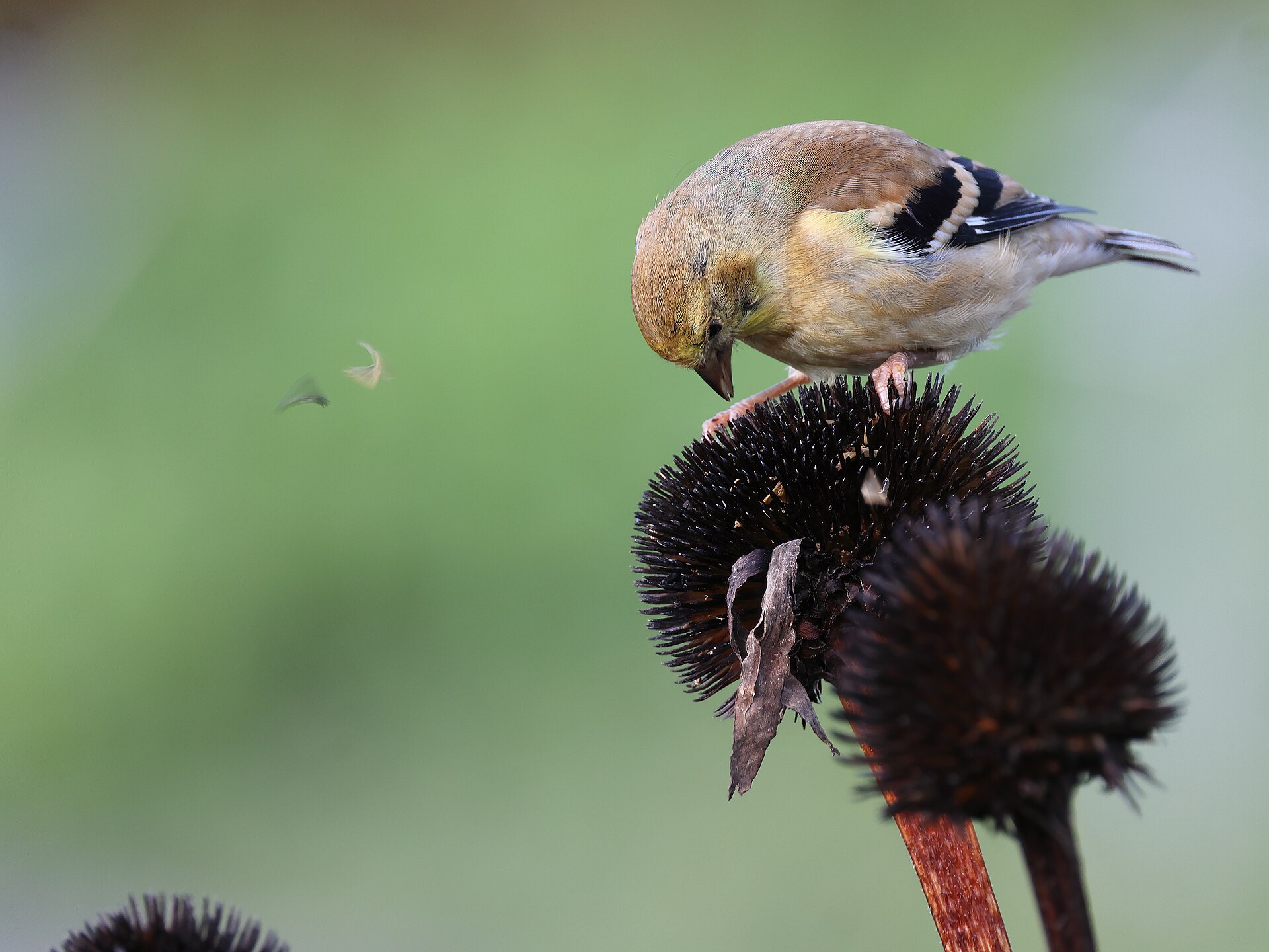 American Goldfinch