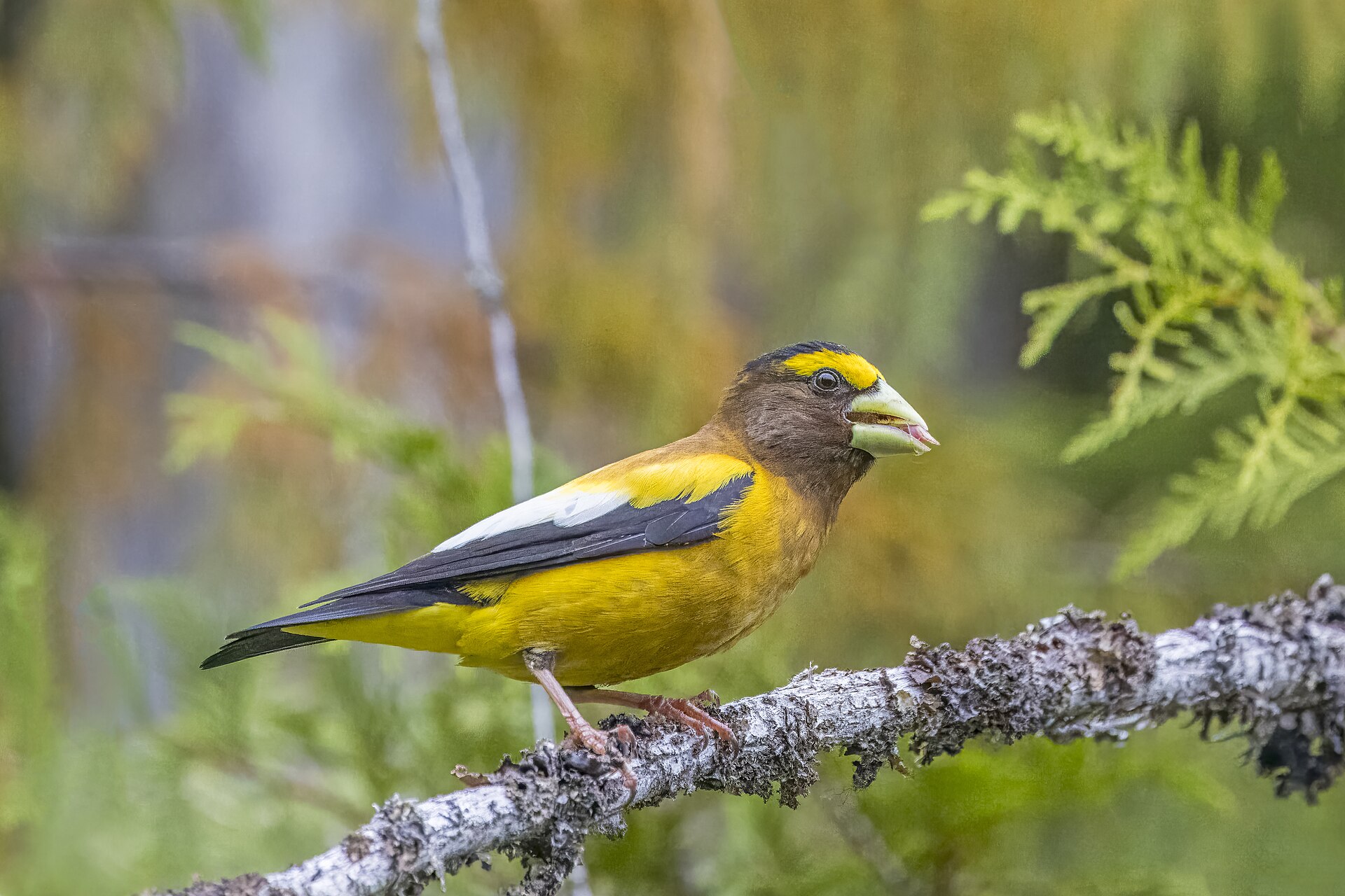Evening Grosbeak