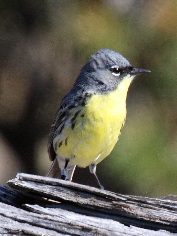 Kirtland's Warbler