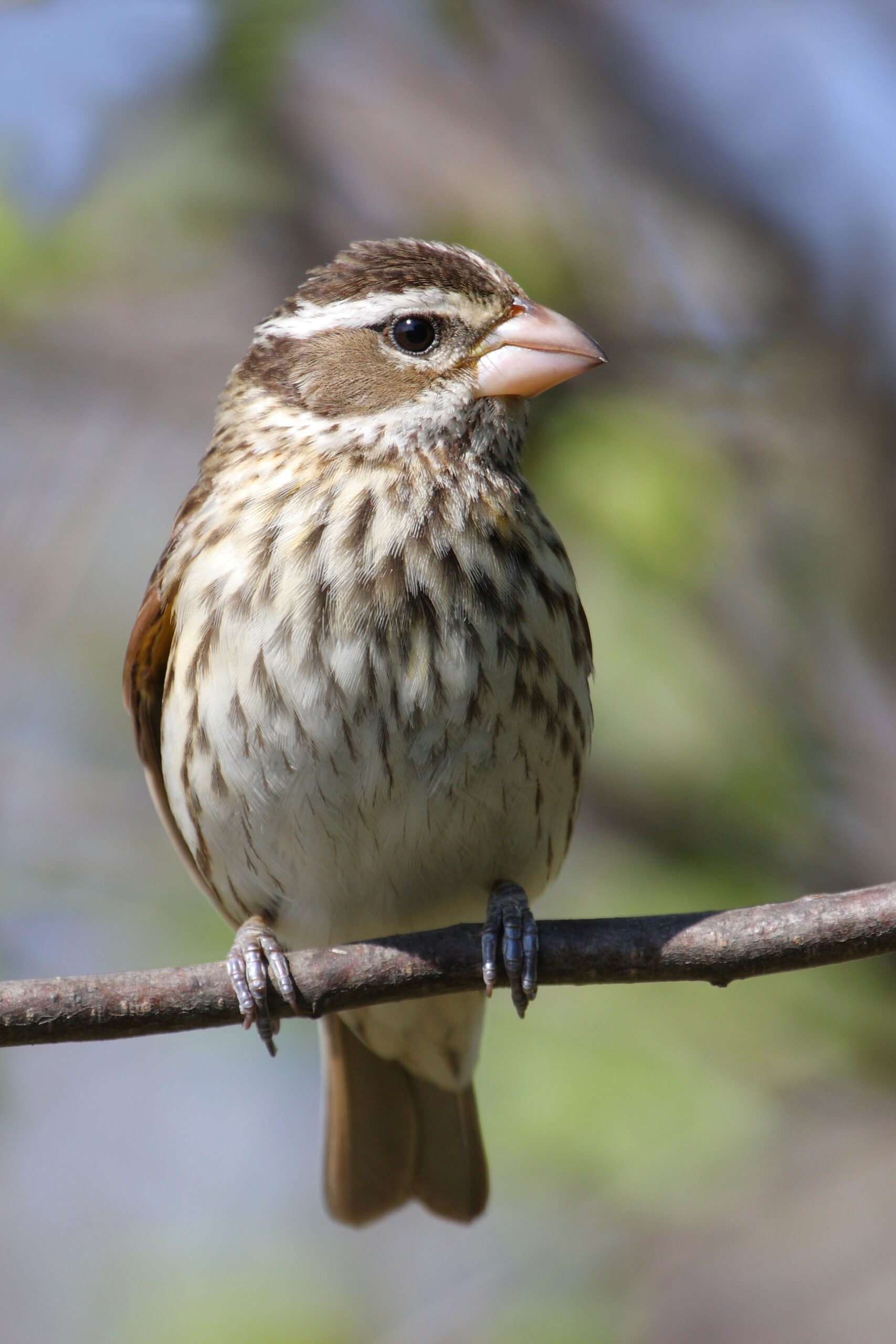 Rose-breasted Grosbeak