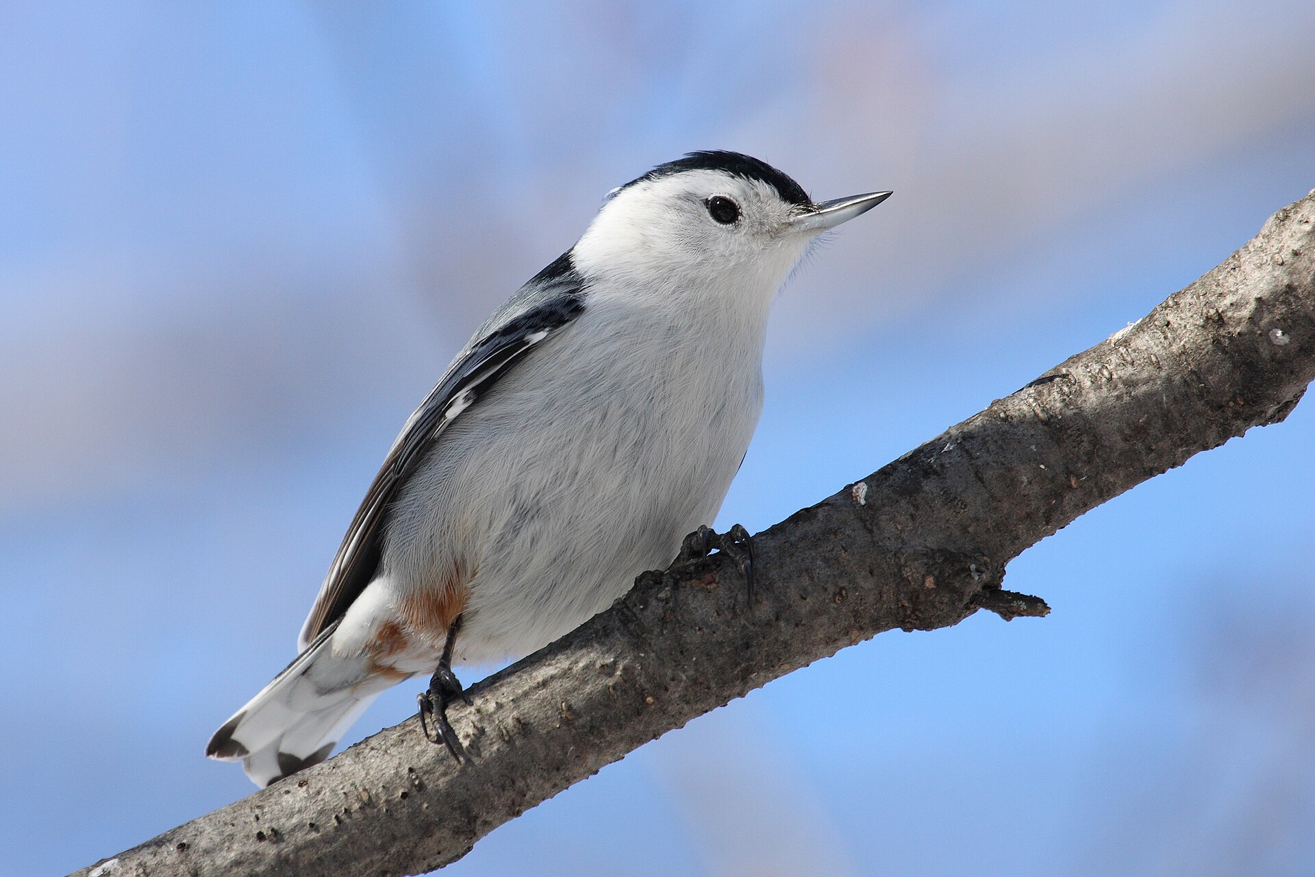 White-breasted Nuthatch
