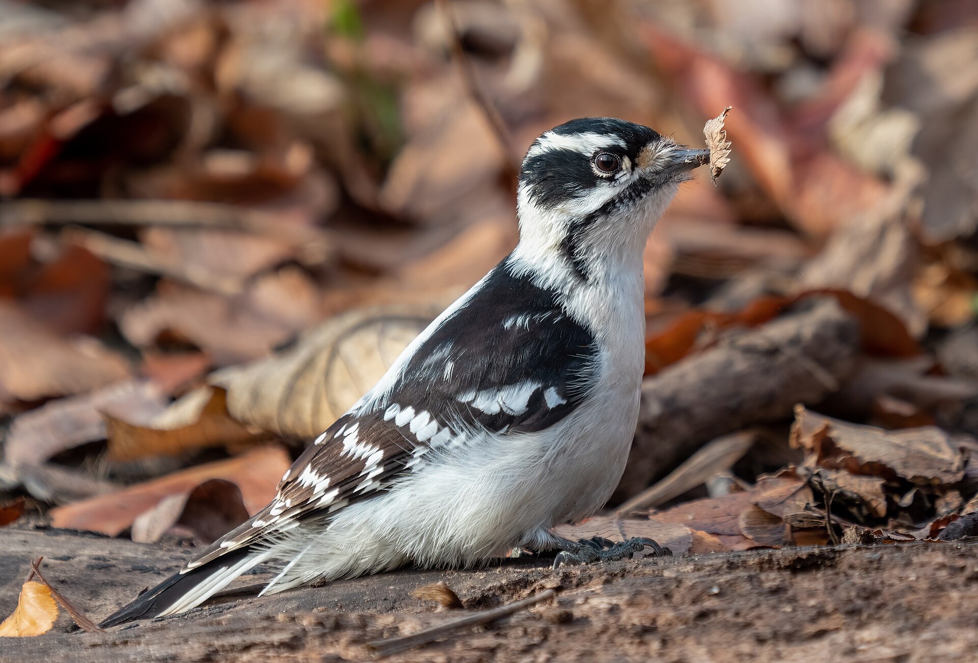 Downy Woodpecker