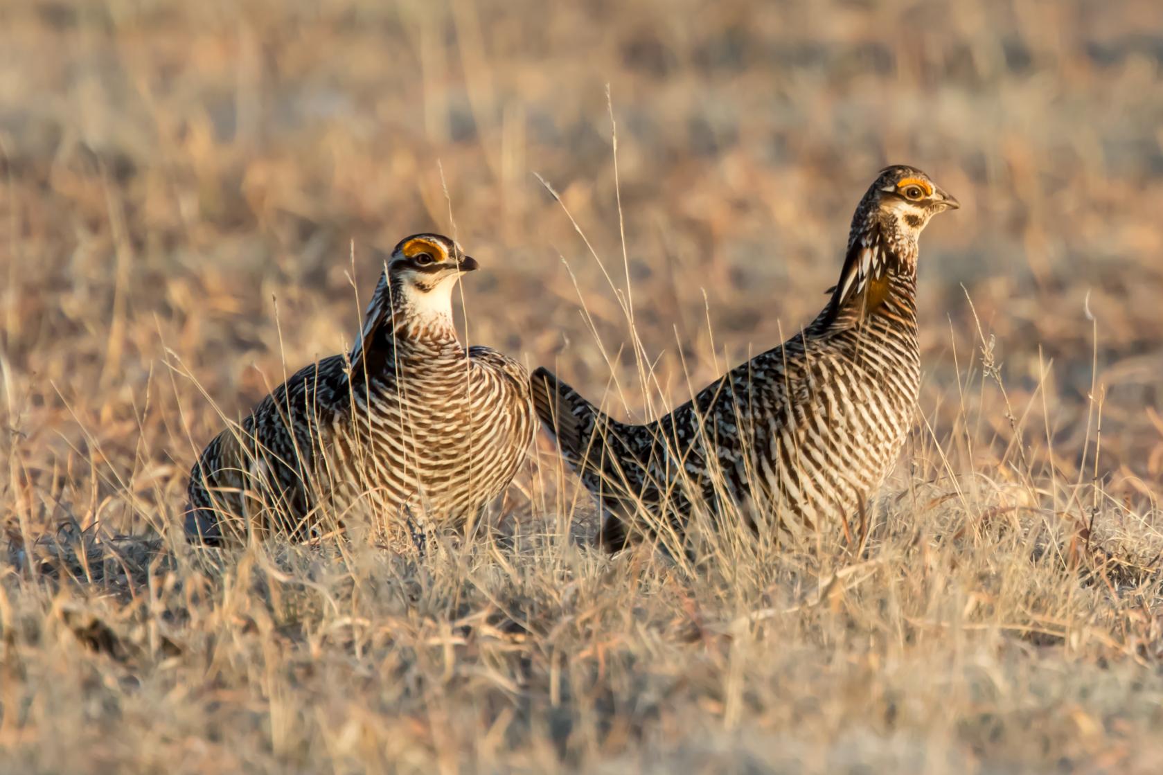 Greater Prairie-Chicken