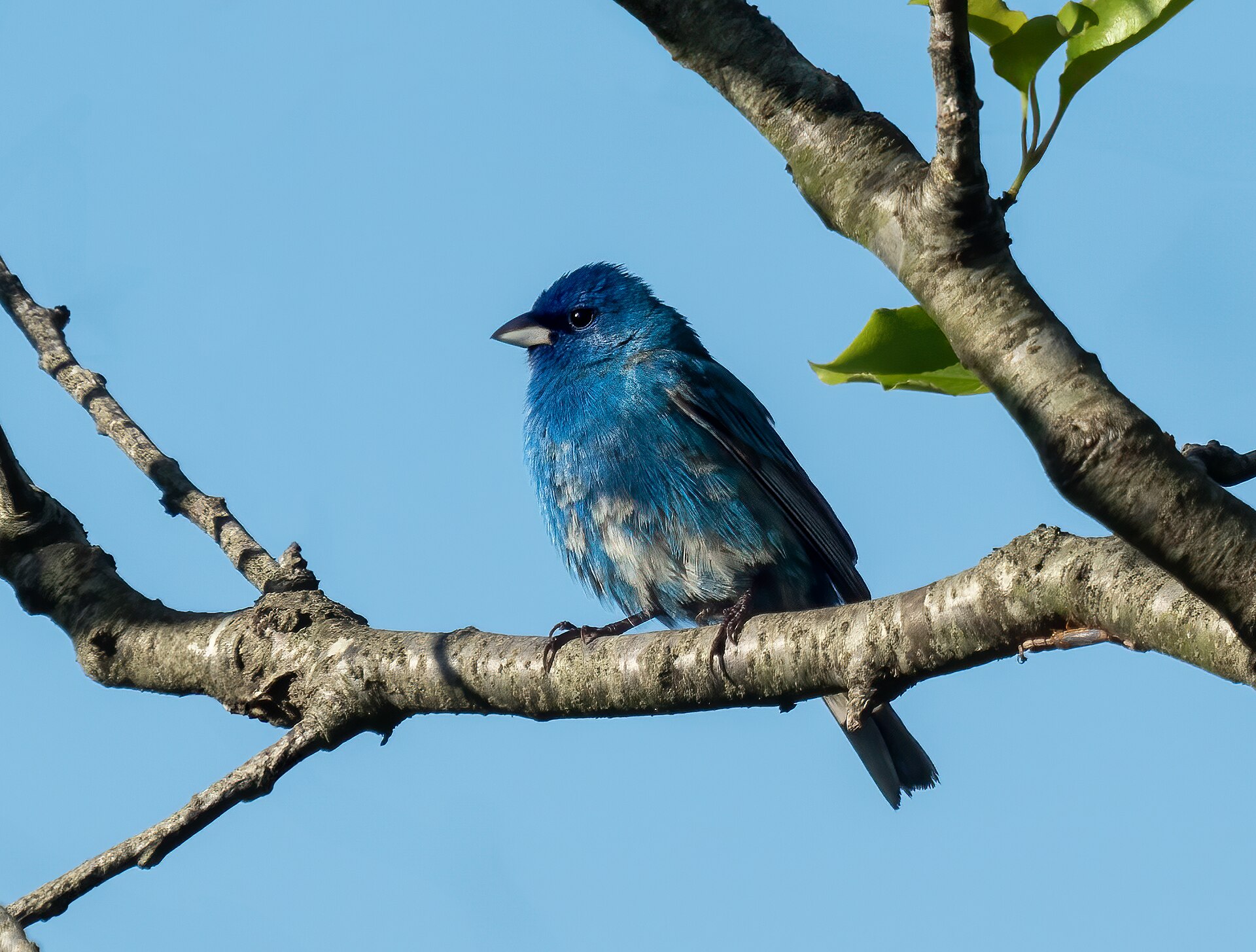 Indigo Bunting