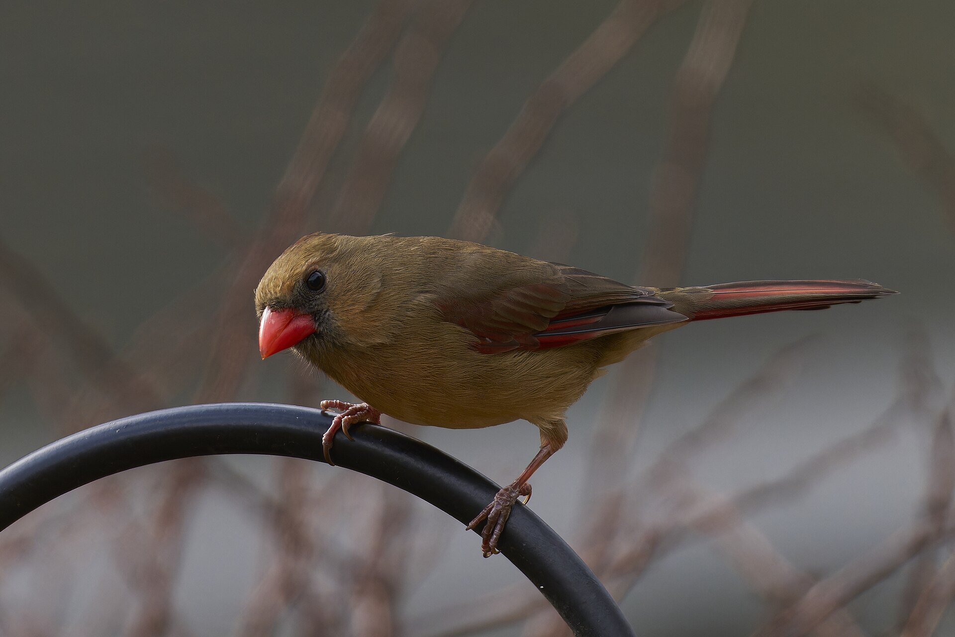 Northern Cardinal