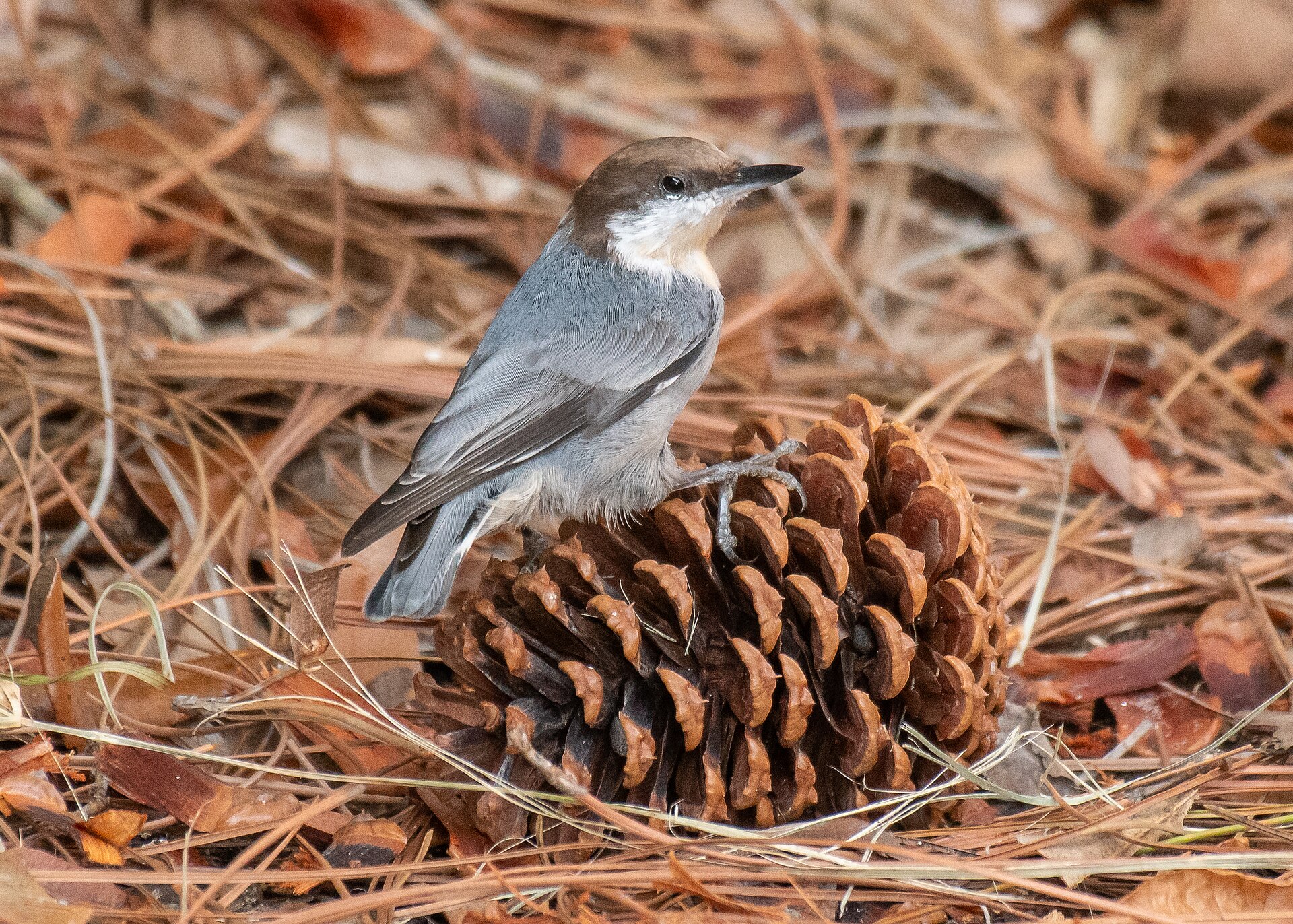 Brown-headed Nuthatch