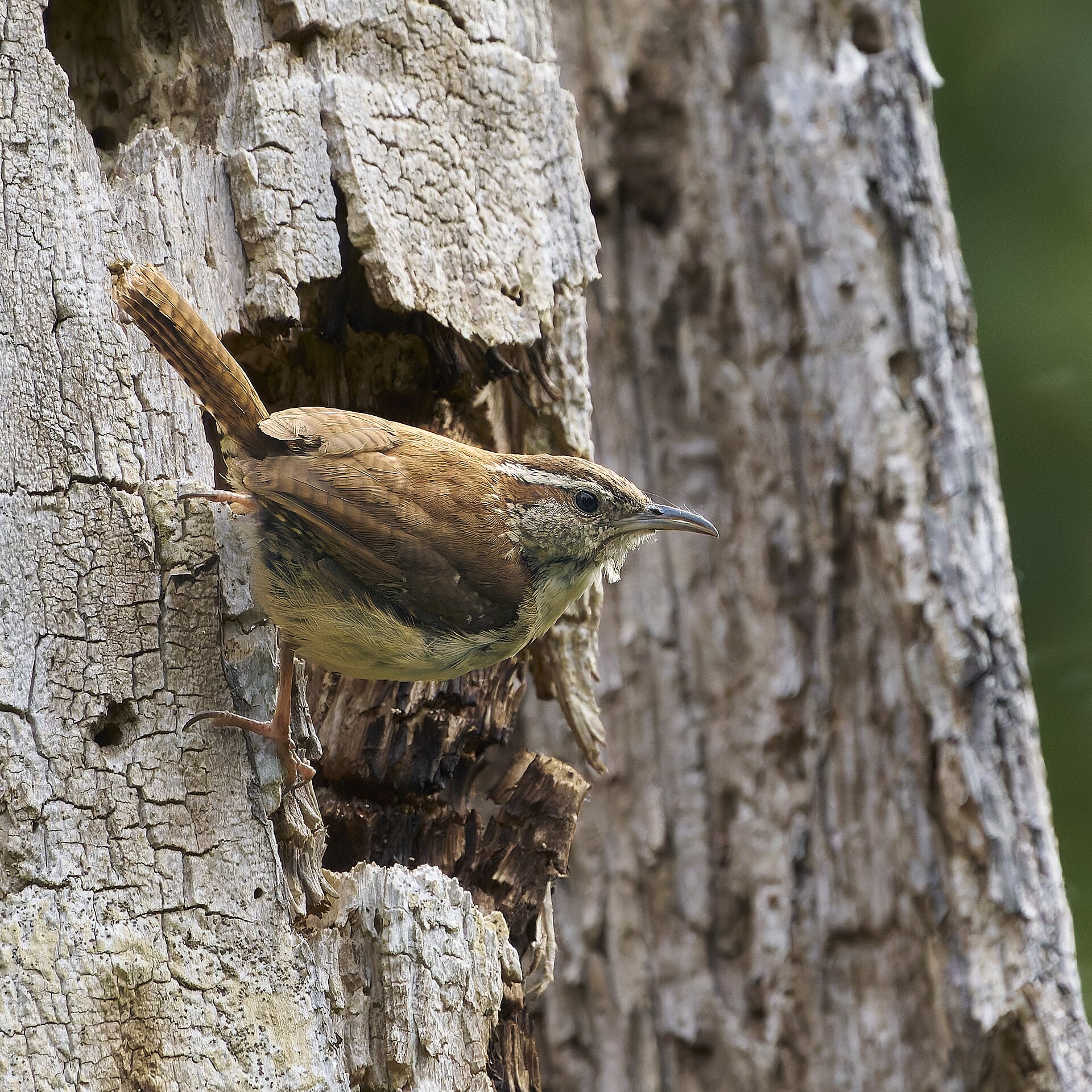 Carolina Wren
