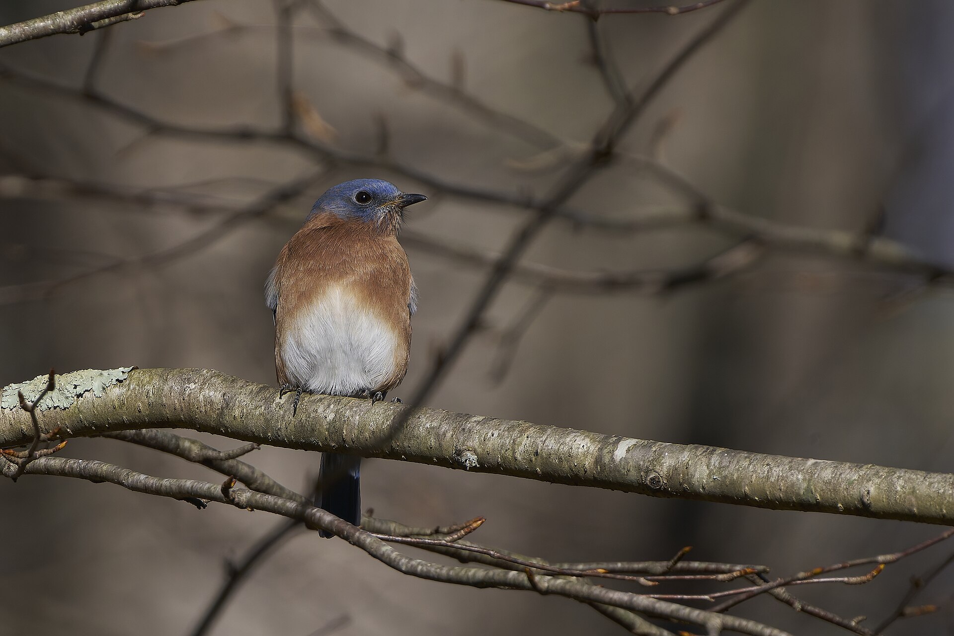 Eastern Bluebird