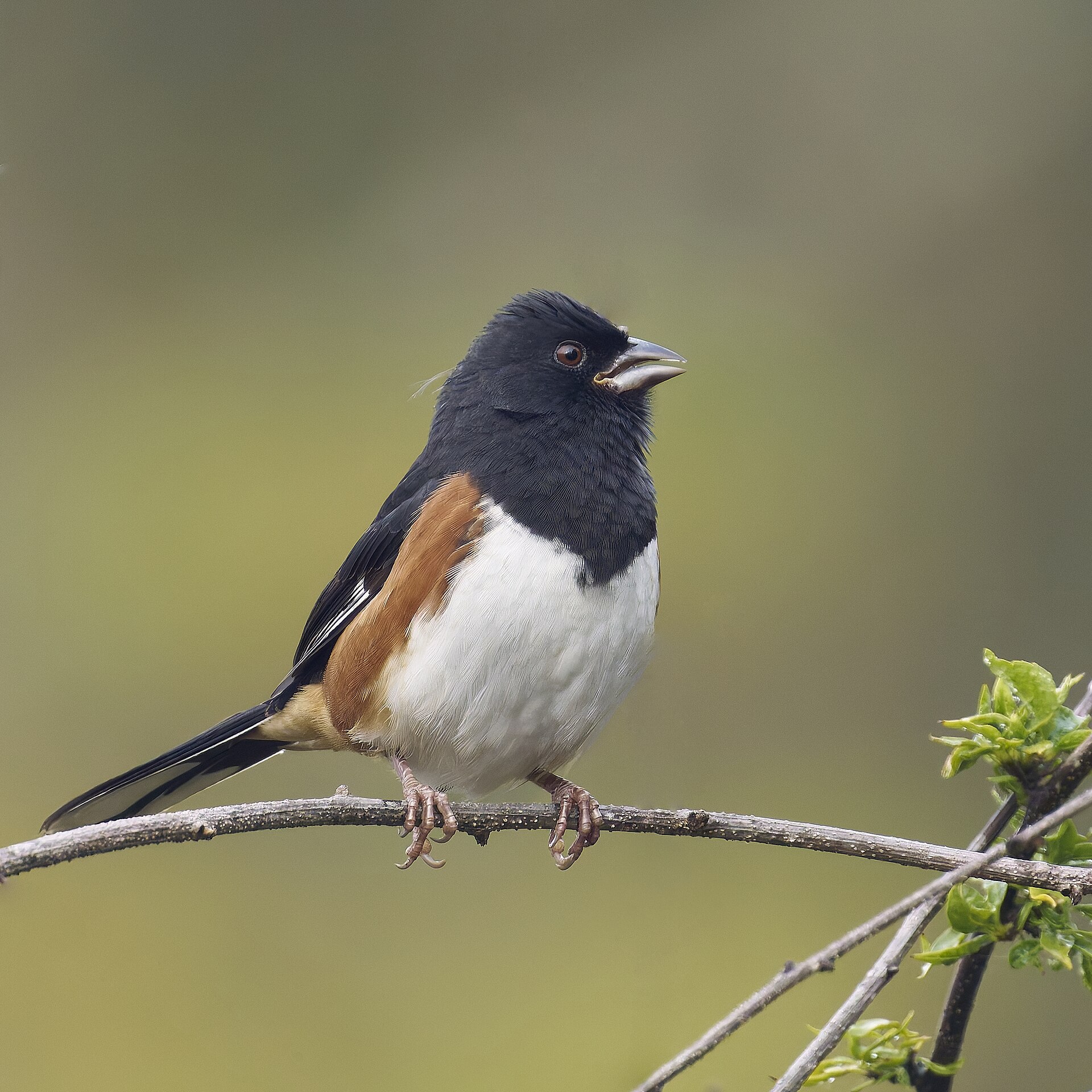 Eastern Towhee