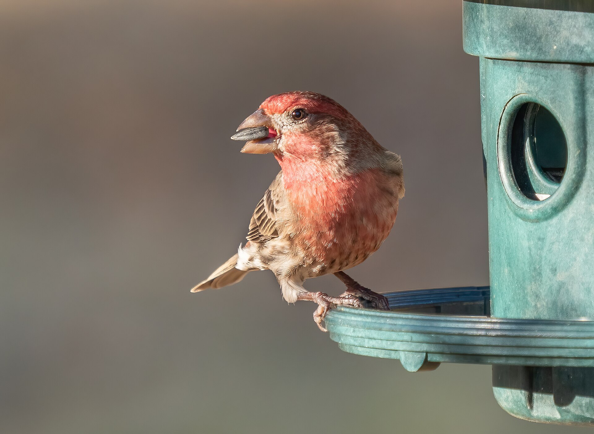 House Finch