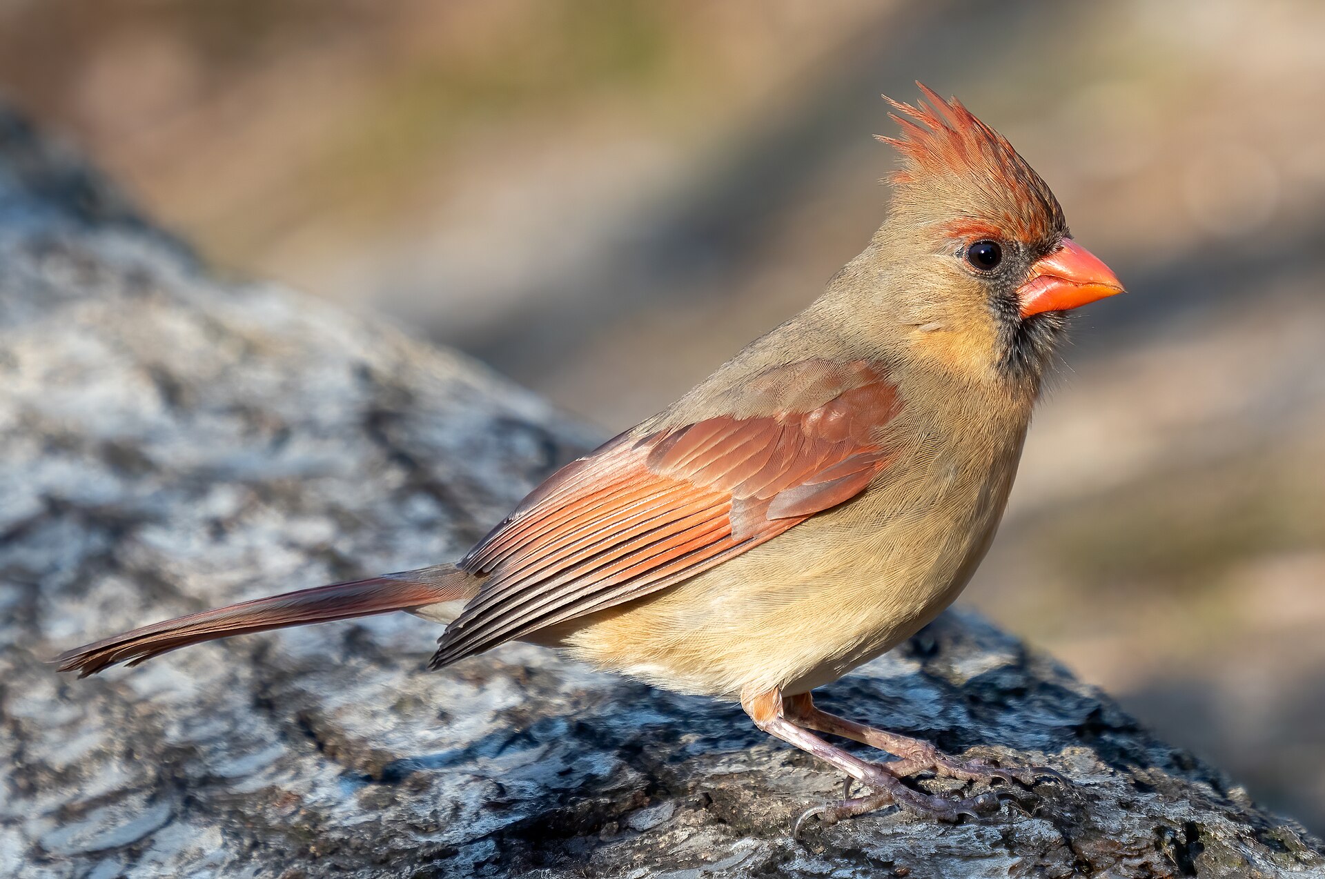 Northern Cardinal