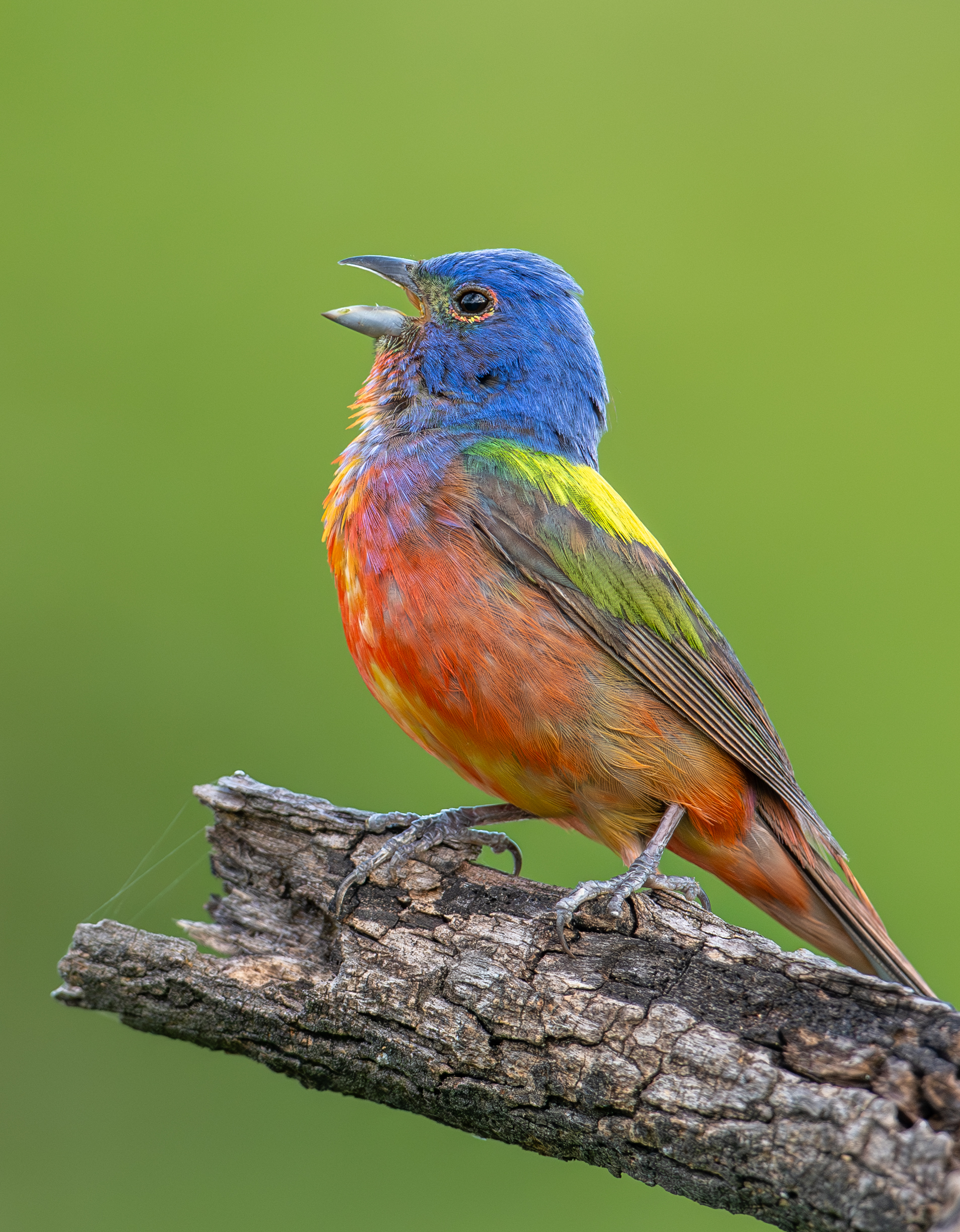 Painted Bunting
