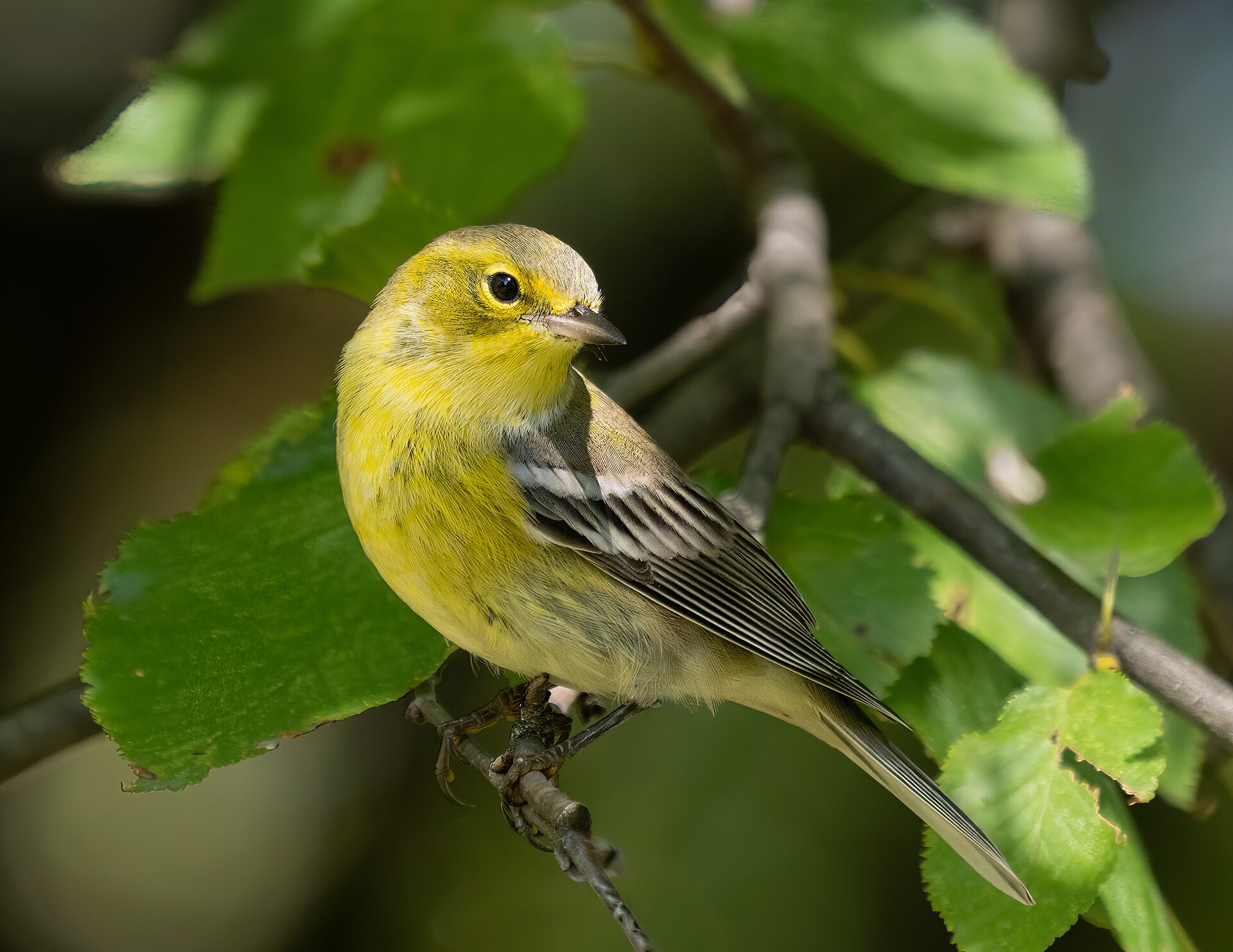 Pine Warbler