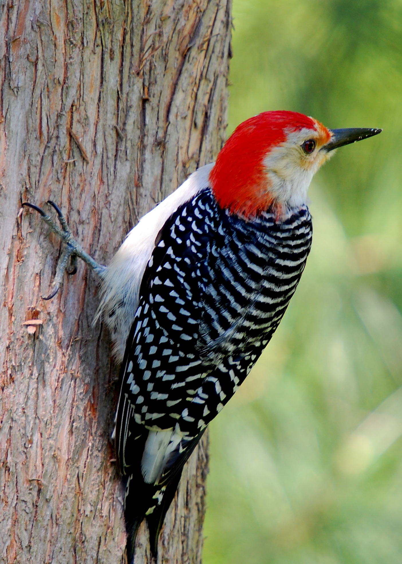 Red-bellied Woodpecker