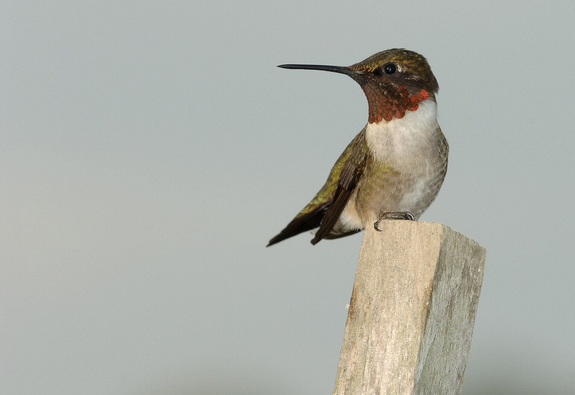 Ruby-throated Hummingbird