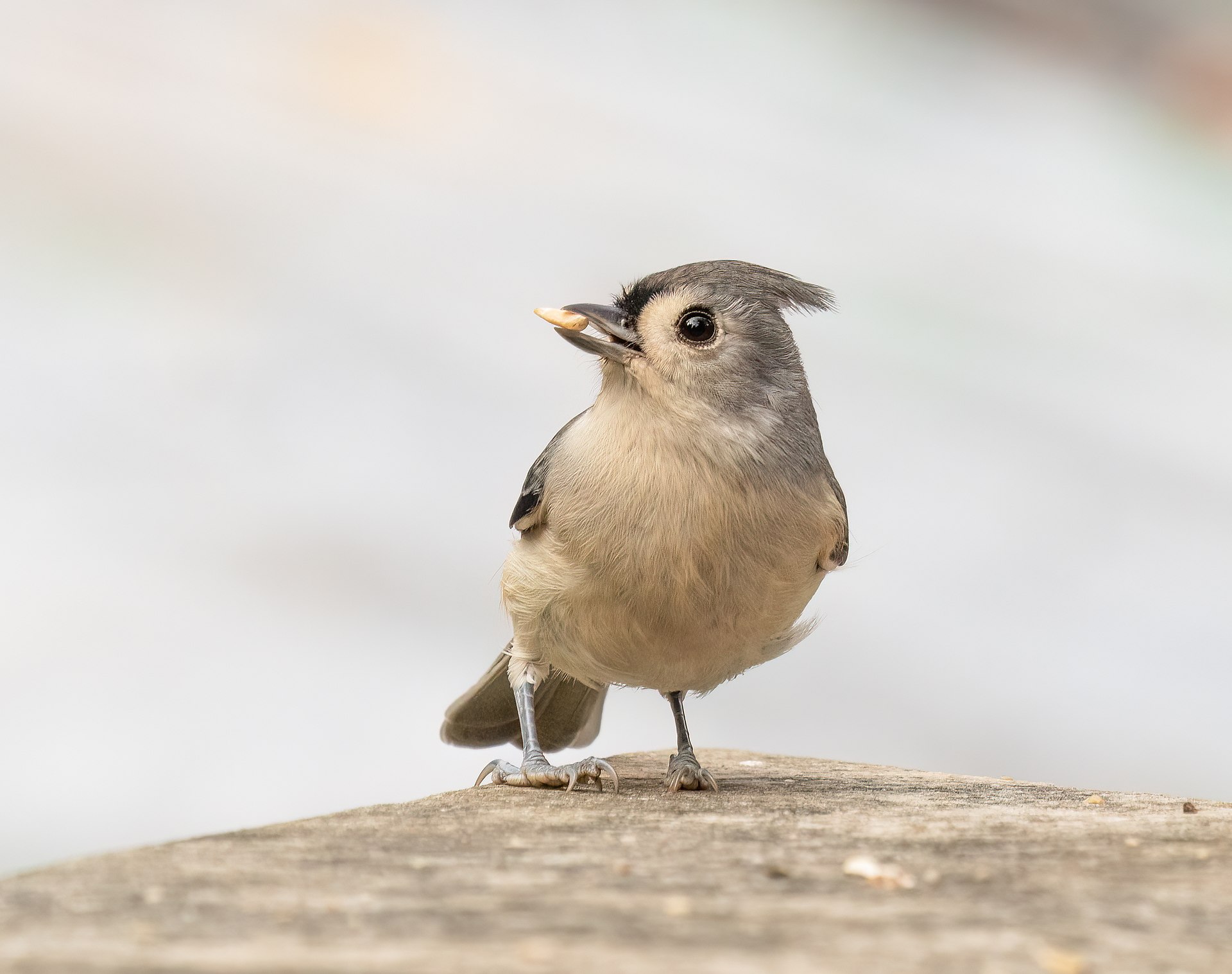 Tufted Titmouse
