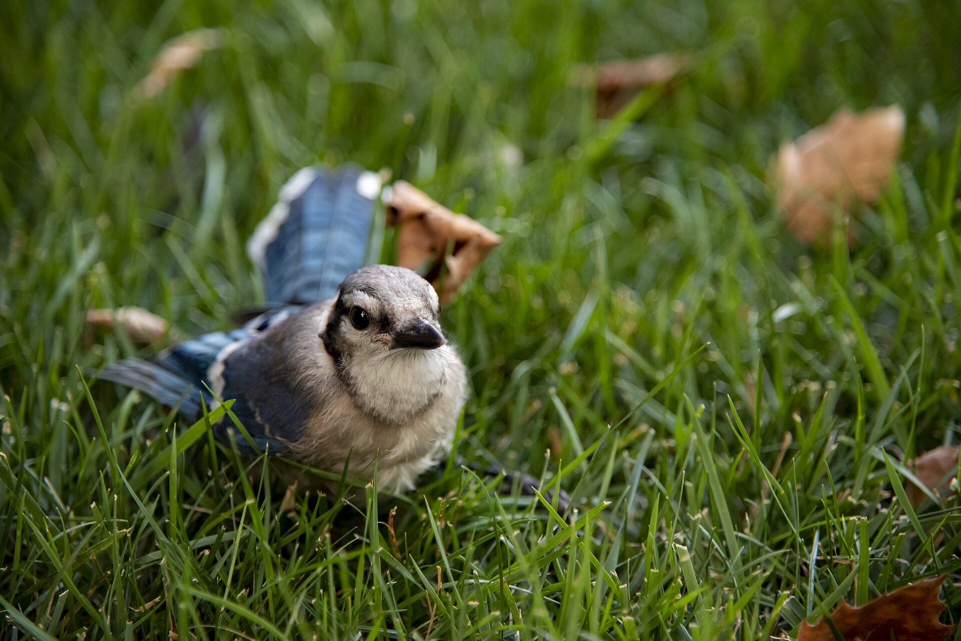Blue Jay