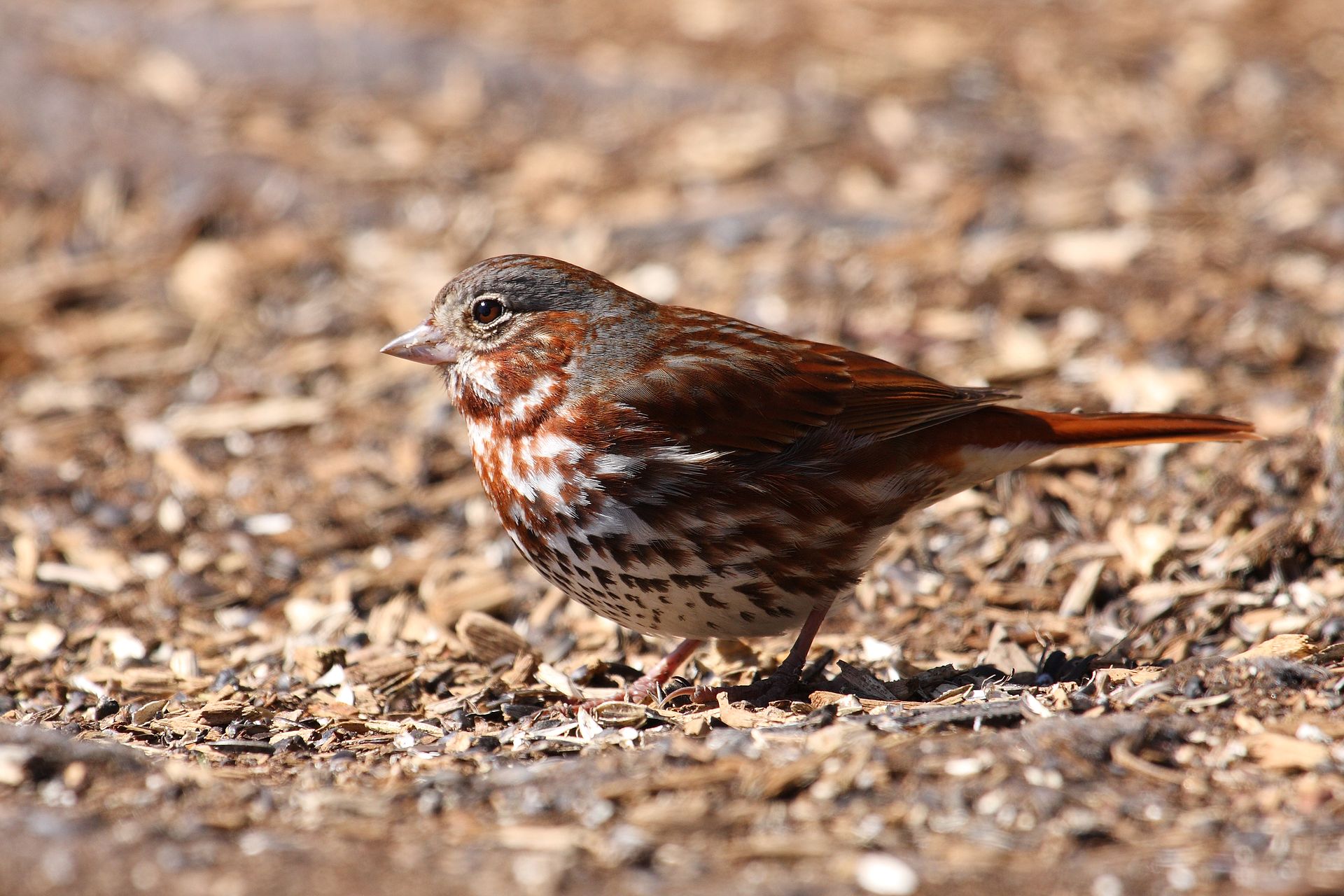 Fox Sparrow