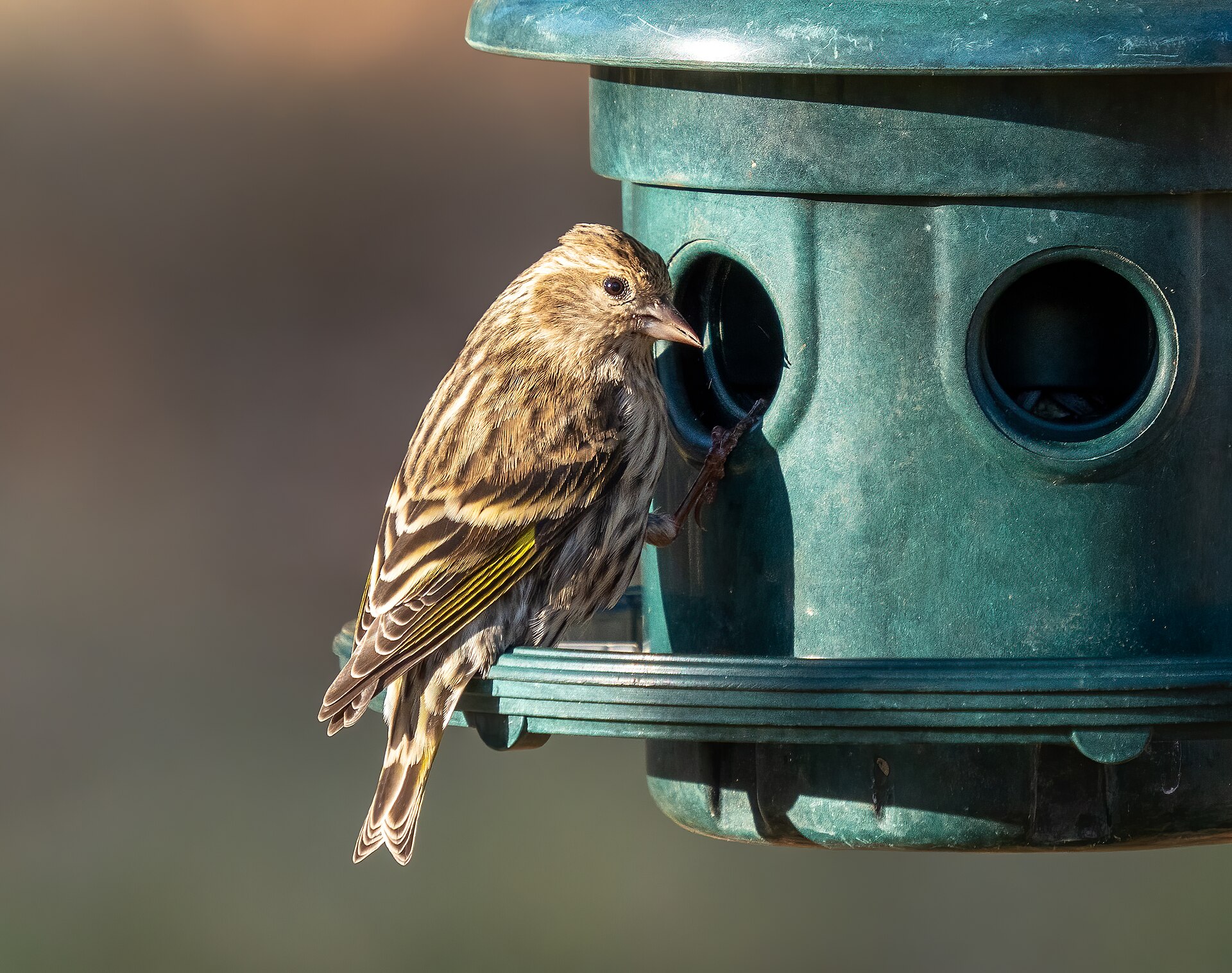 Pine Siskin