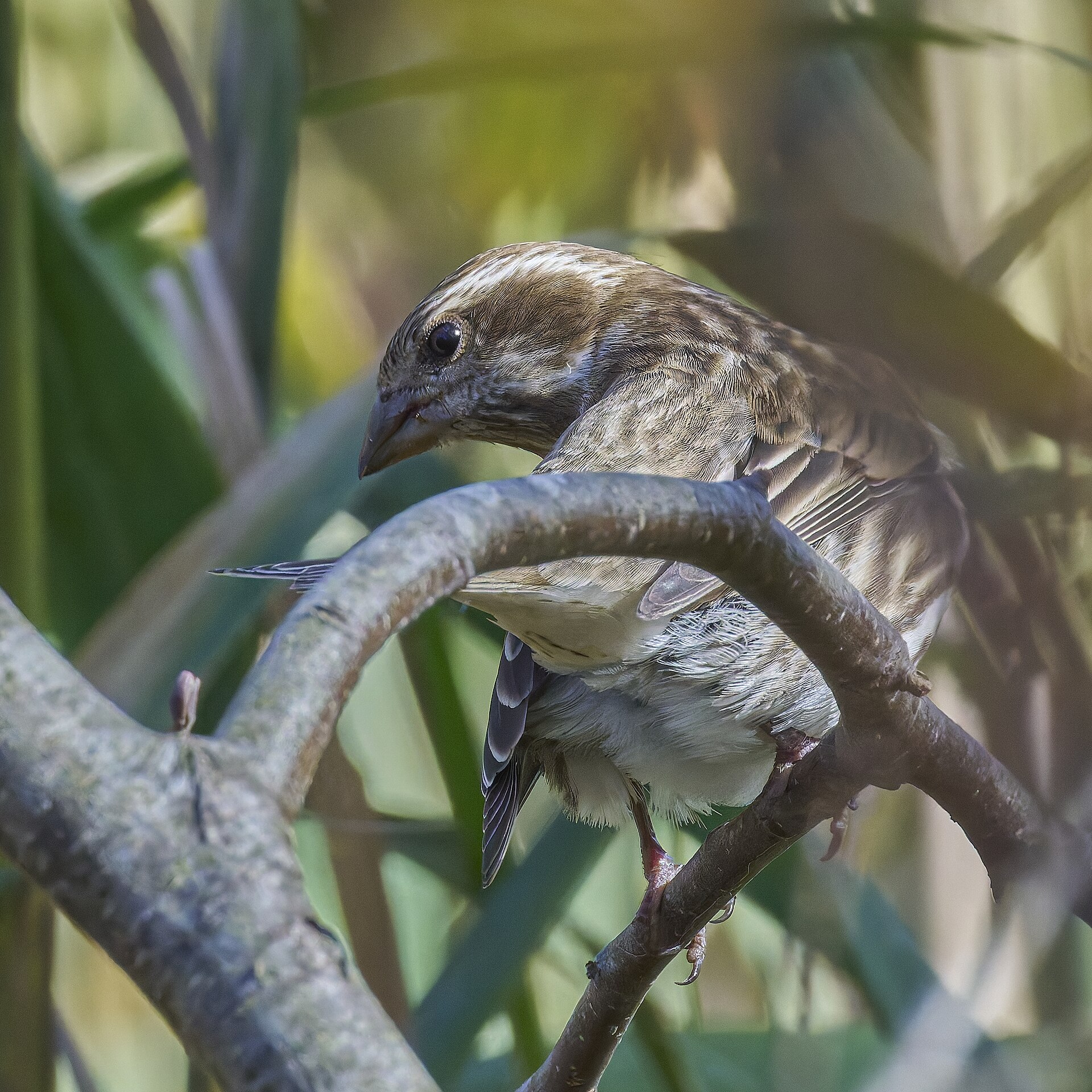 Purple Finch